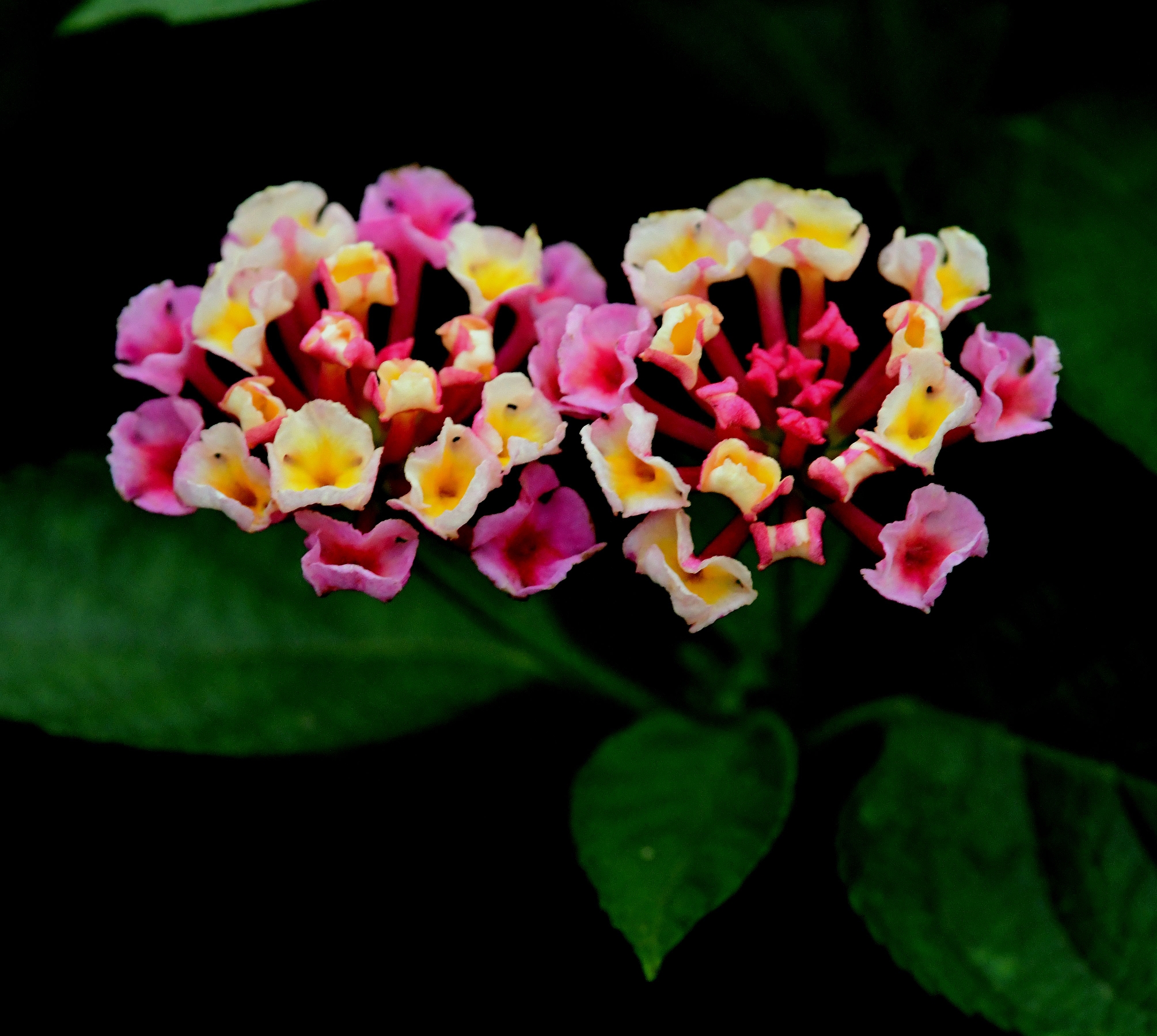 花卉摄影一一五色梅【首发】