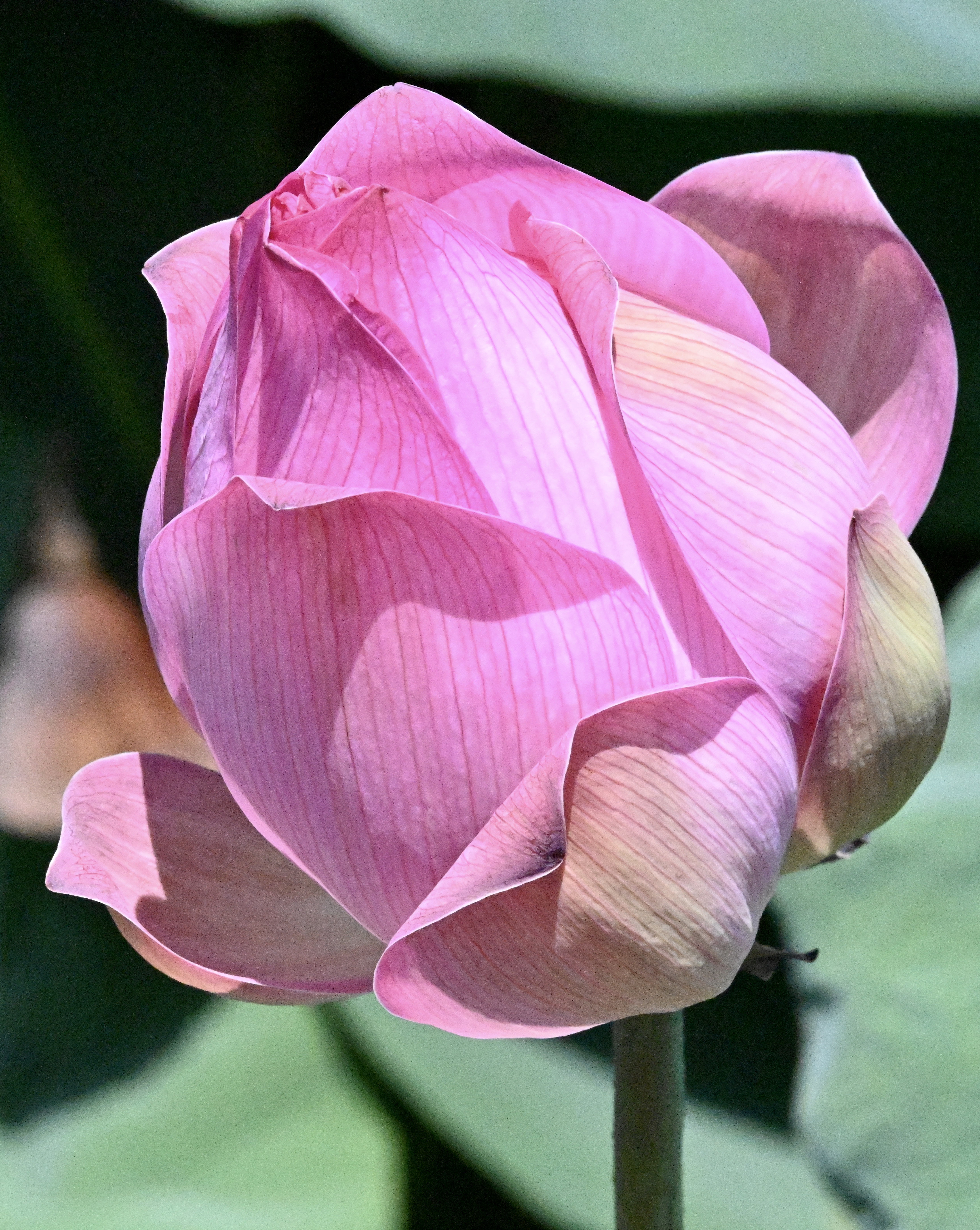 玉洁冰清～ 荷花〔首发