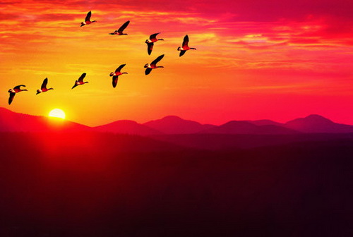 南飞雁洞箫演奏剑兰