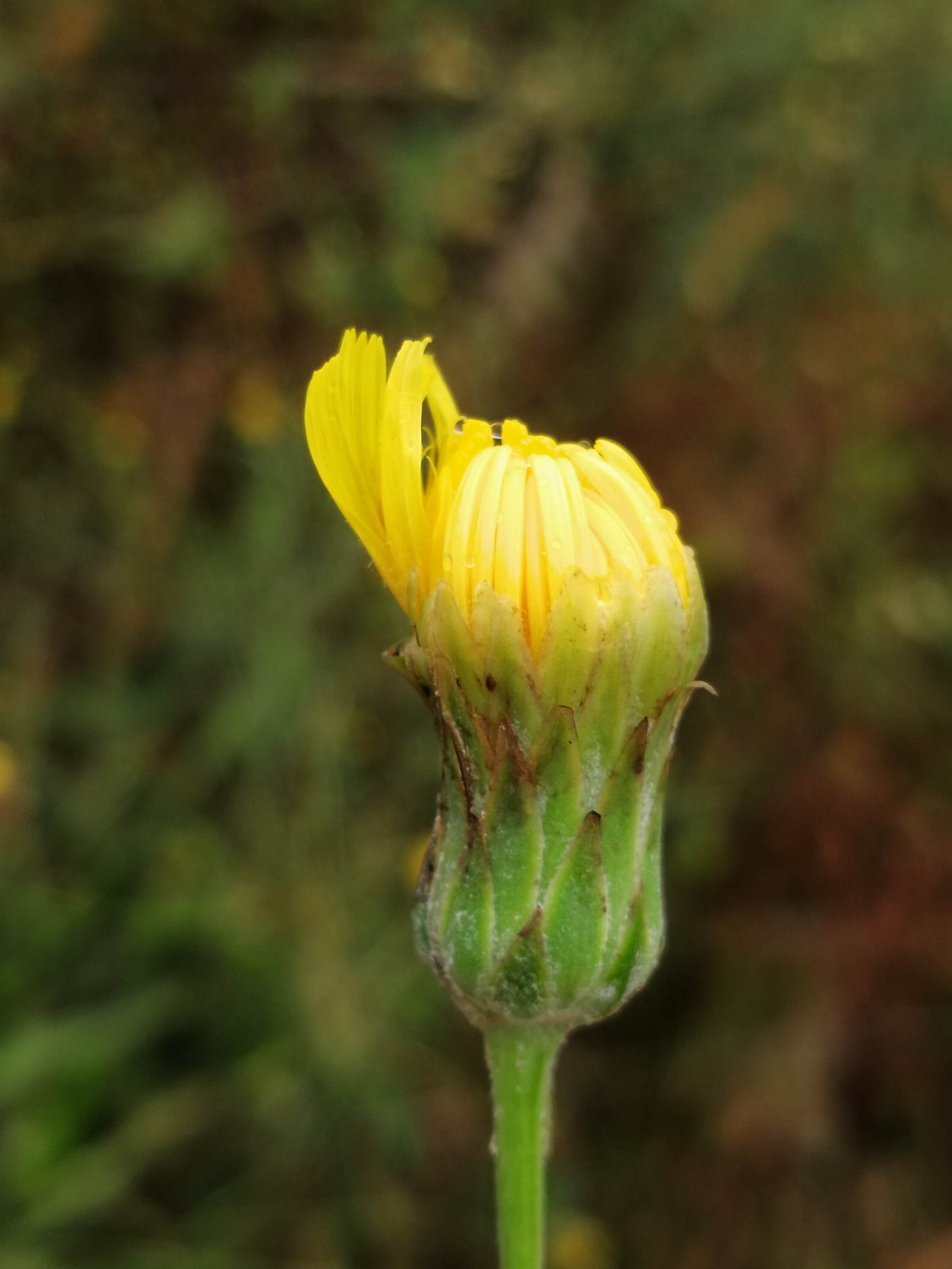 苦菊开花图片