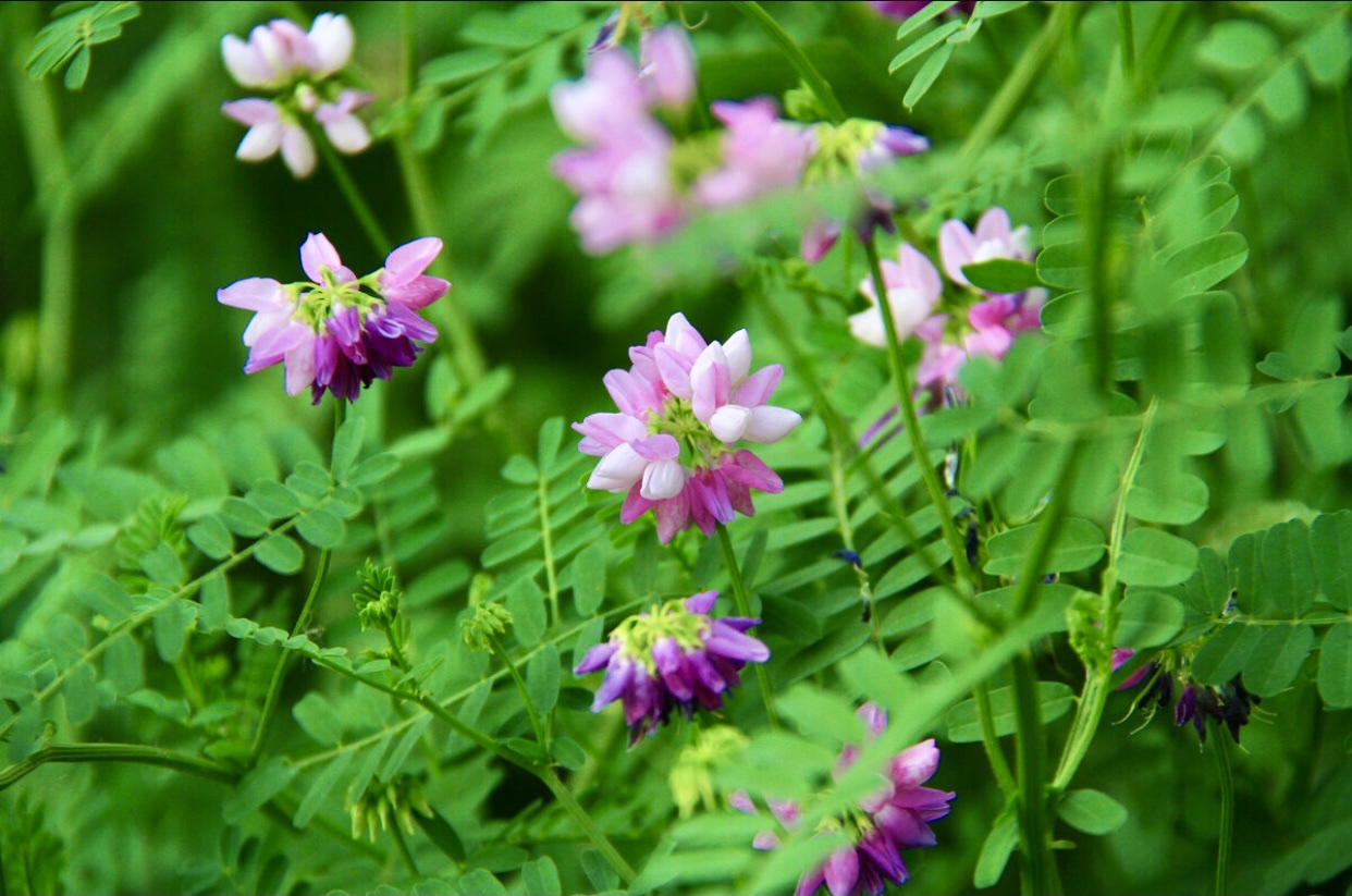 【首發】繡球小冠花