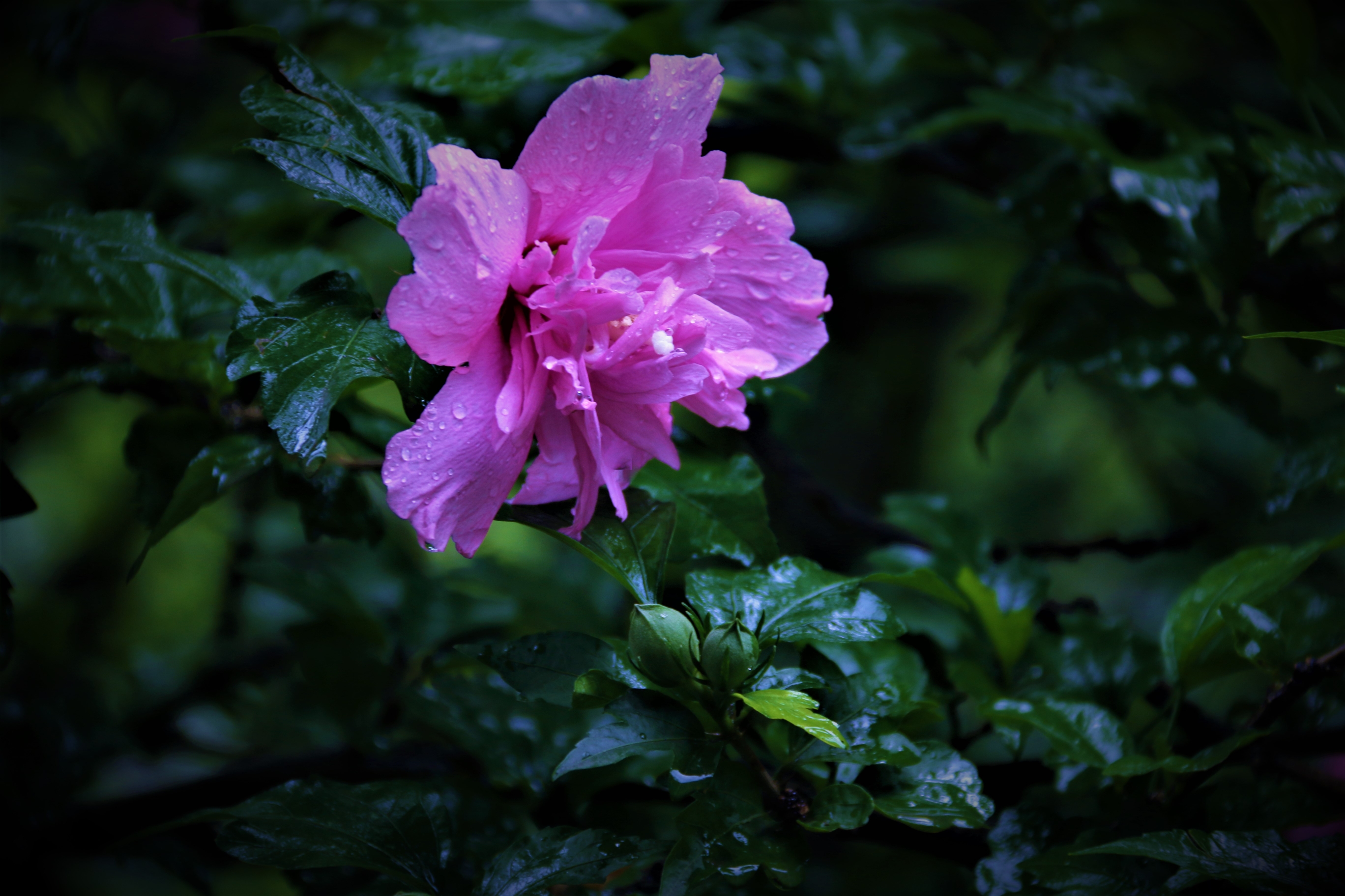 【首发】雨后娇艳的重瓣木槿花