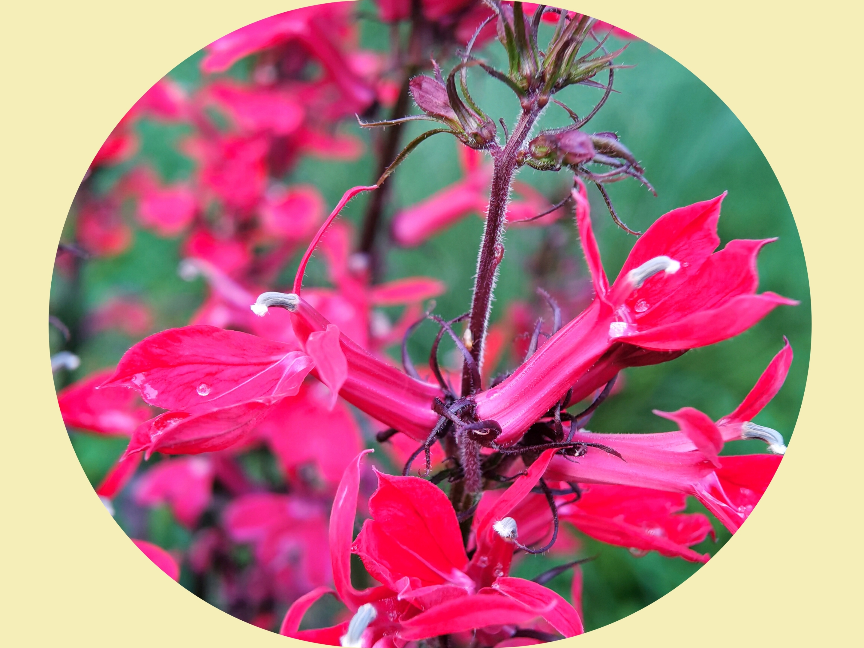 一串红『原创首发』