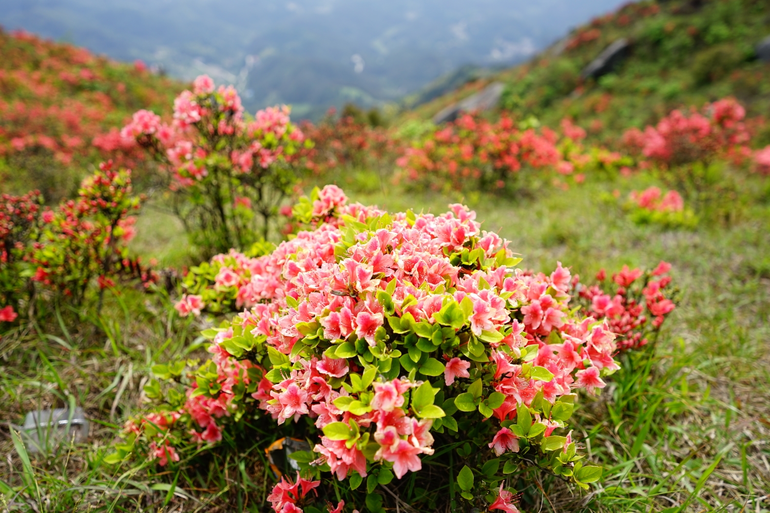 又见山里红202005桂阳扶苍山观赏杜鹃花