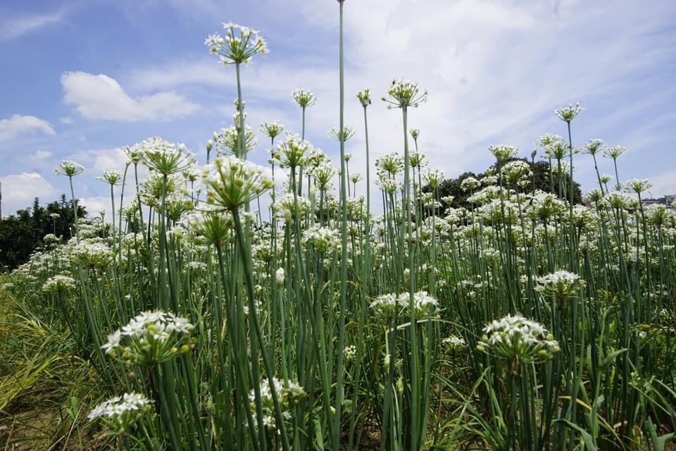 韭菜花