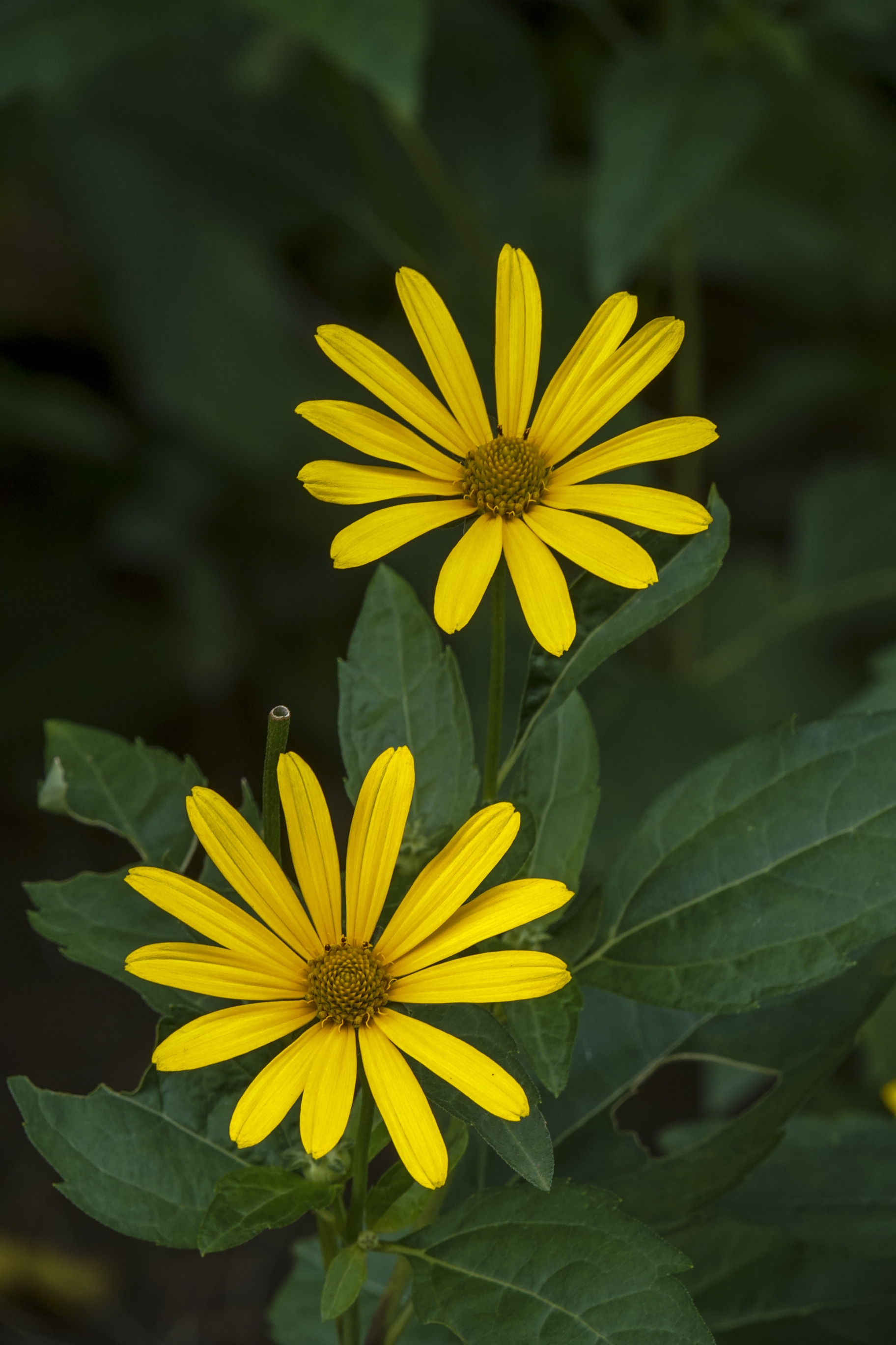 【首发】菊芋花