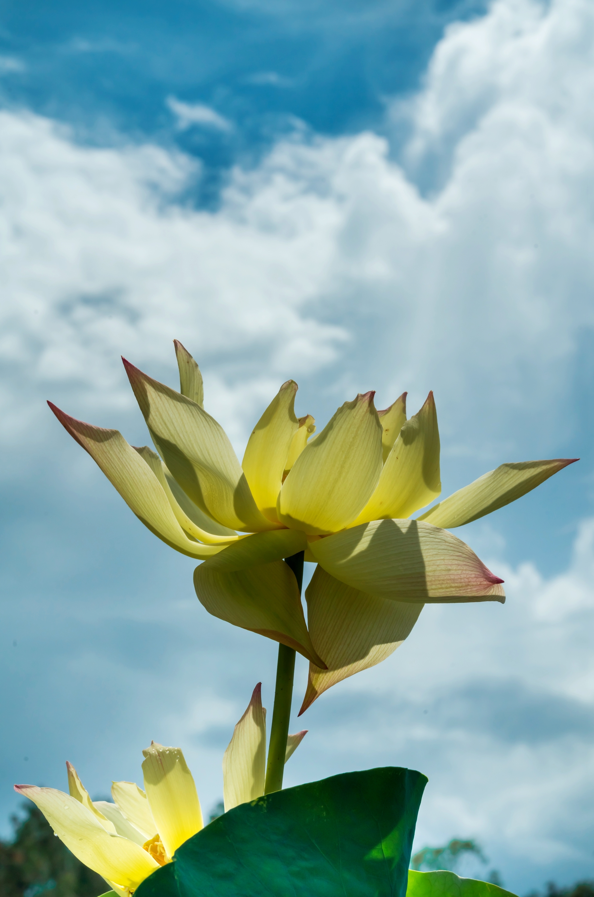 映日荷花别样红— 独此一色"黄舞飞"【摄影首发】
