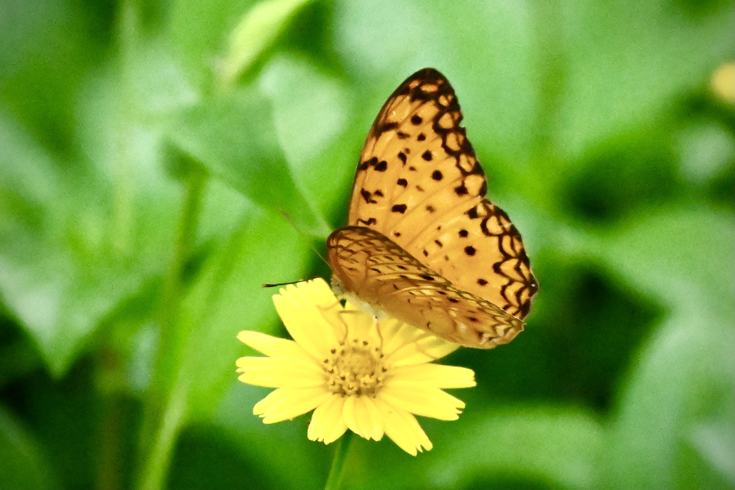 南美蟛蜞菊〔首发