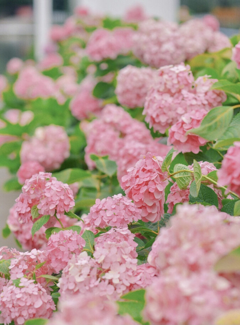 【首发】粉绣球