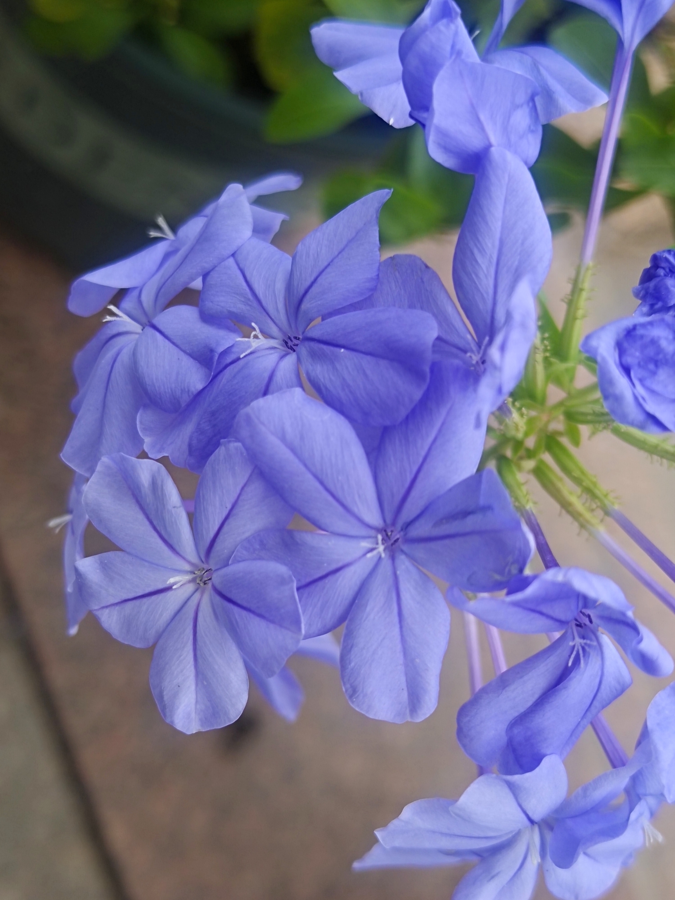 清照/手机拍摄 文字:清照 万绿丛中一朵蓝,那就是蓝雪花,也叫蓝花丹