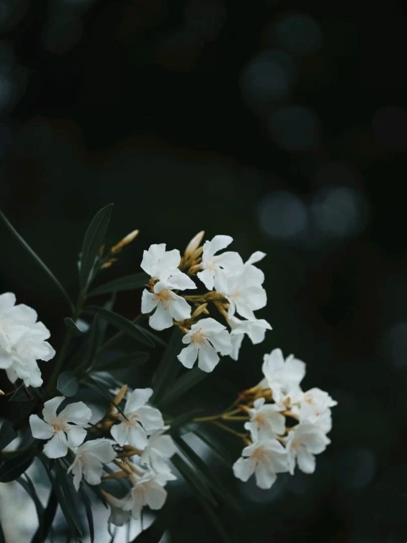 (首发)花开茶靡—夹竹桃