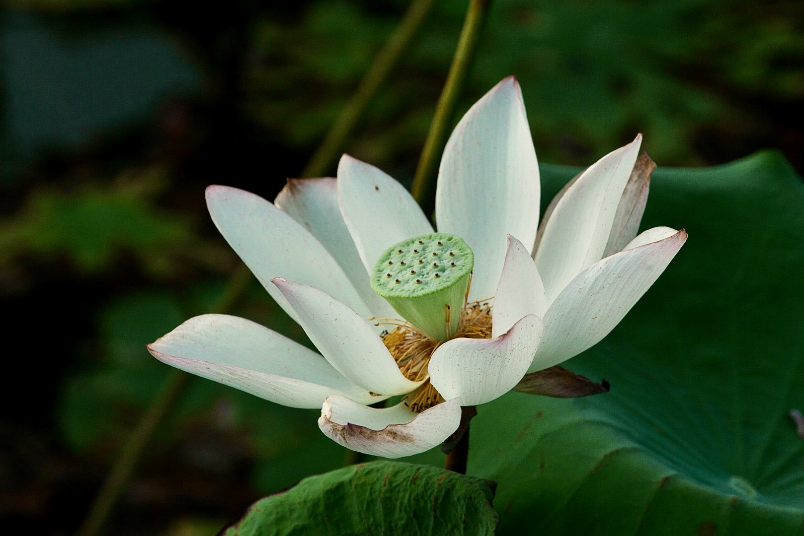 【首发】白莲花迎夏(十)