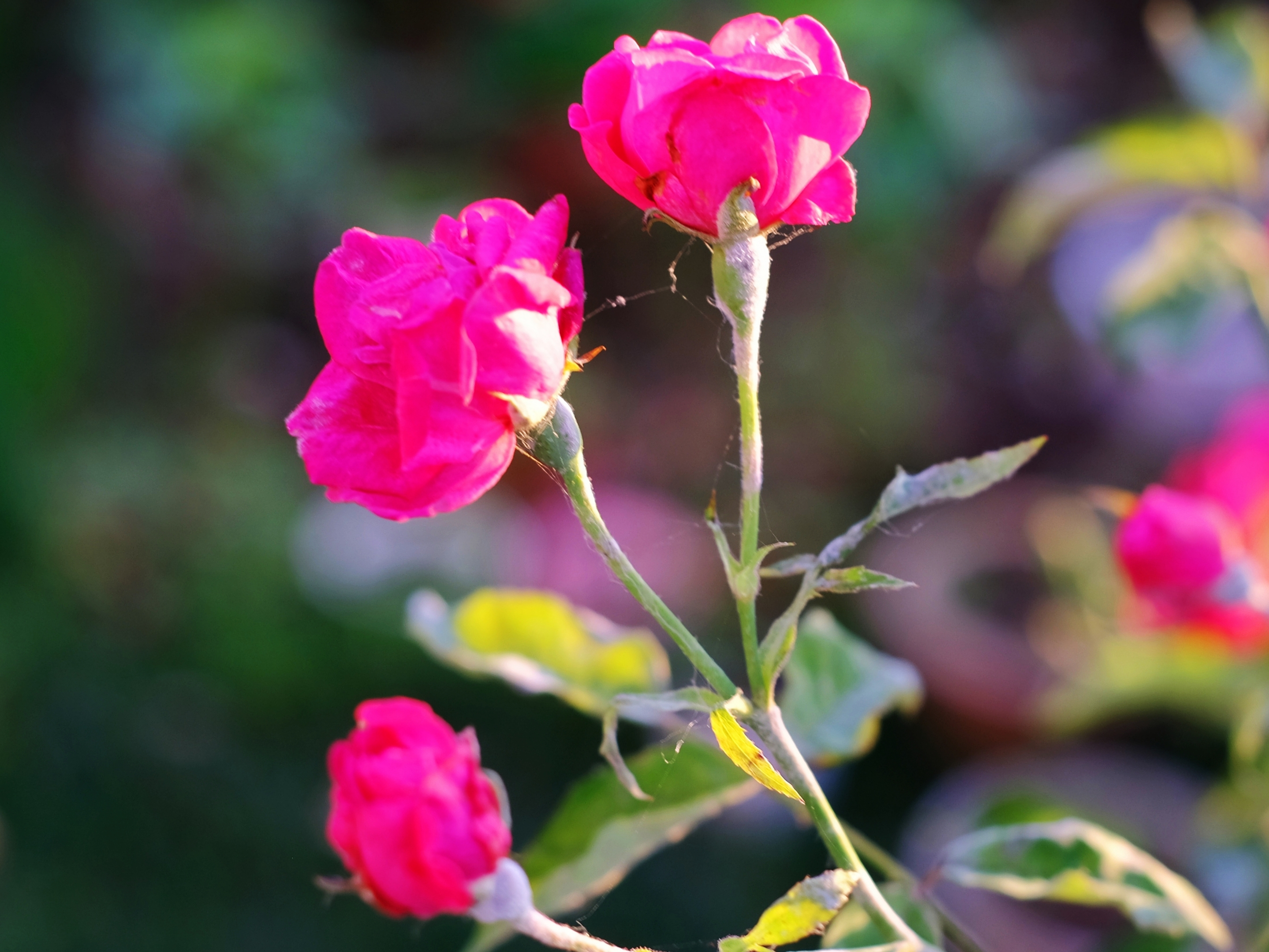 红艳艳的蔷薇花