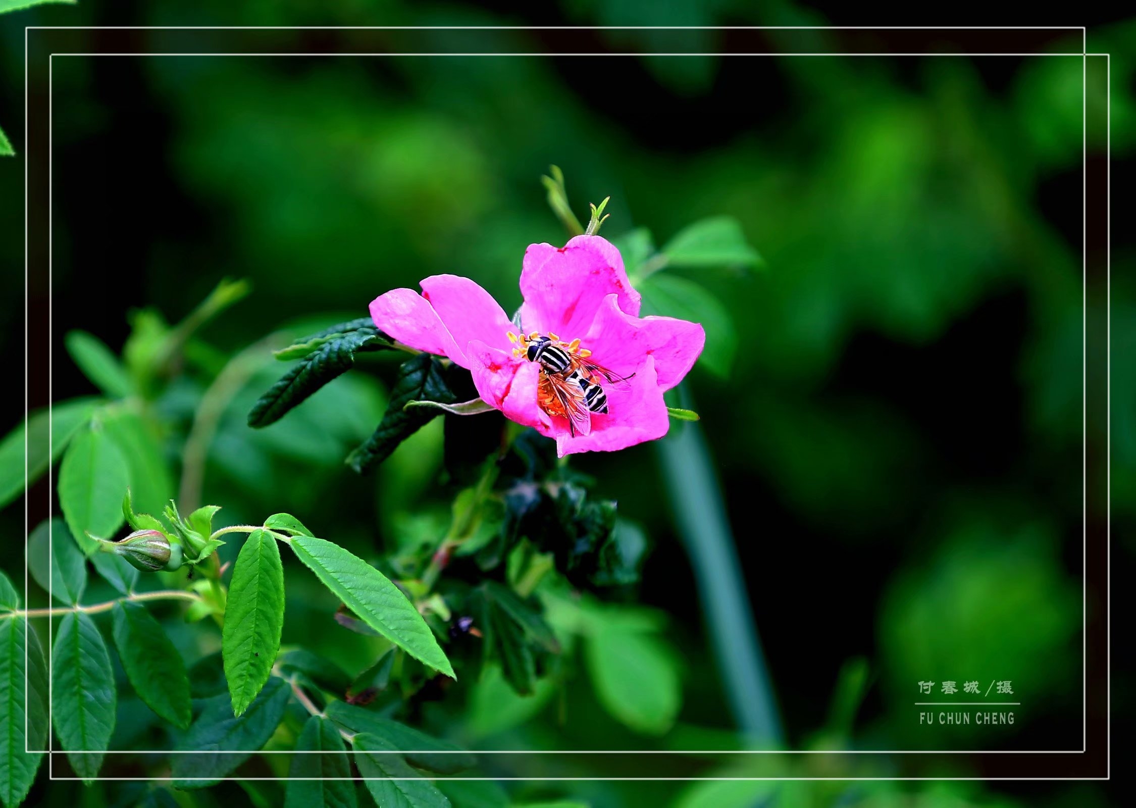 (原创首发)顽强的山刺玫