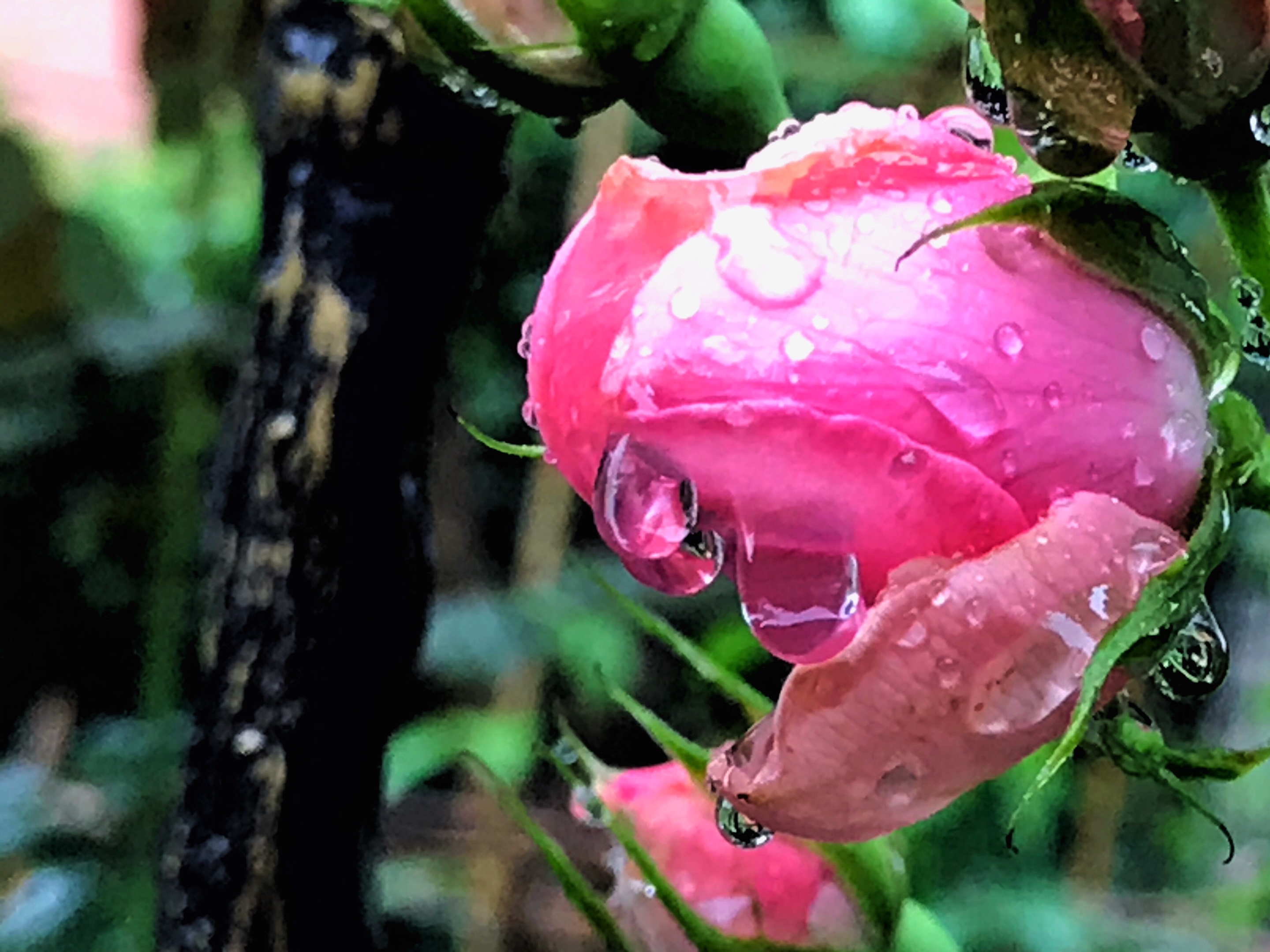 带雨会动的玫瑰花图片图片