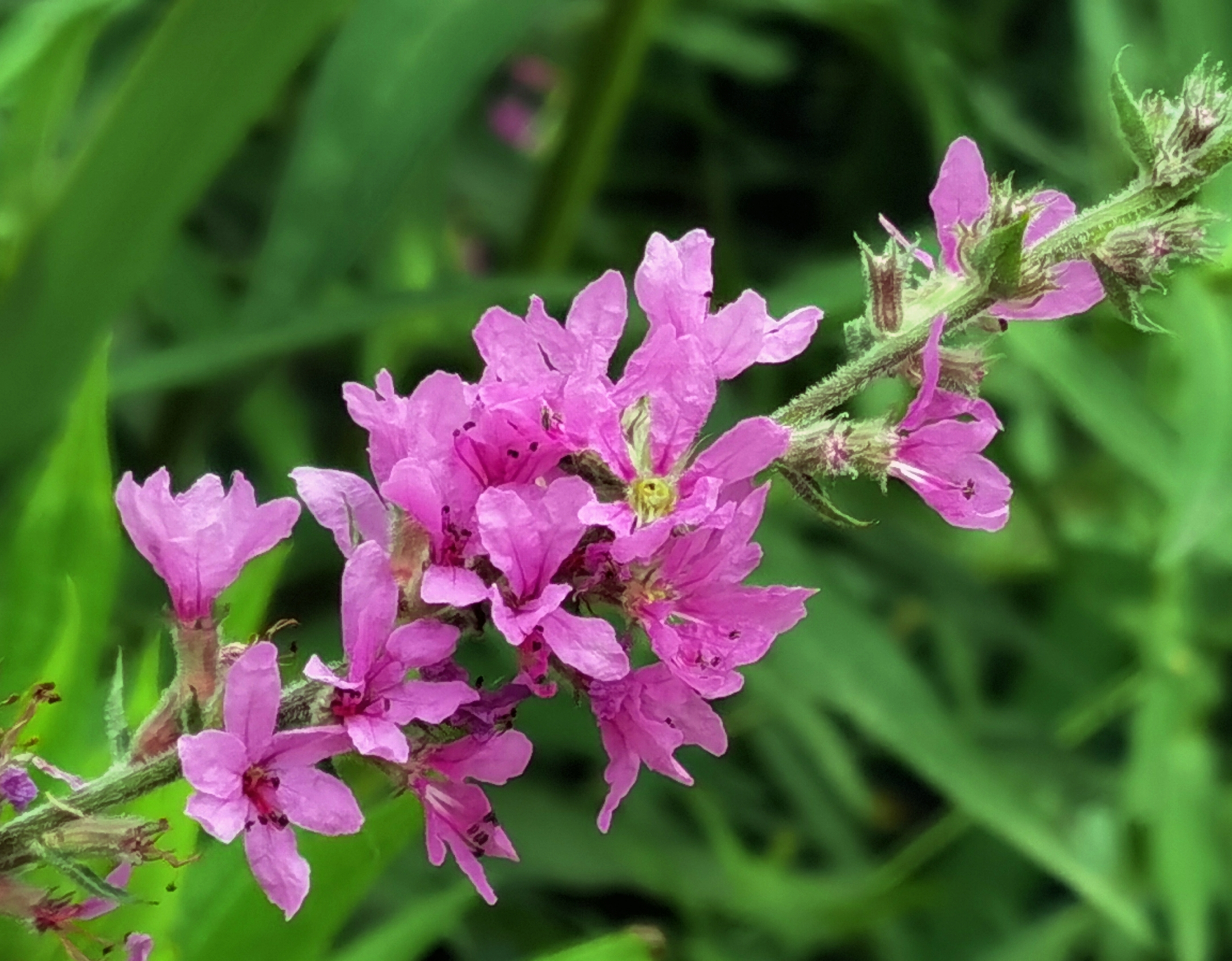 千屈菜【首发】