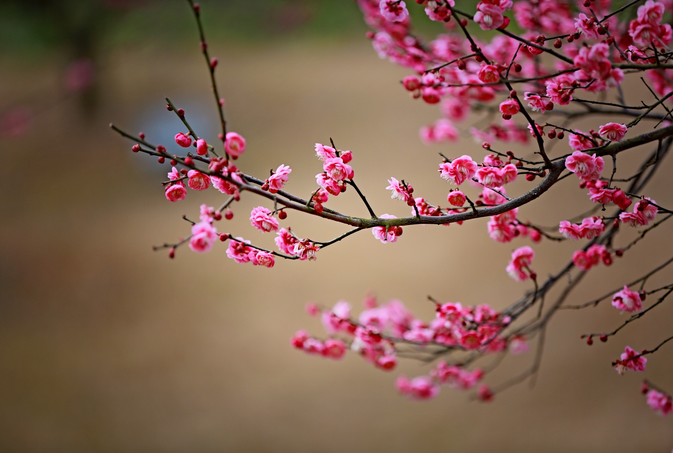 《初八赏梅》正月正初晴,梅园梅新发.嫣红赛胭脂,雪白若霜花.