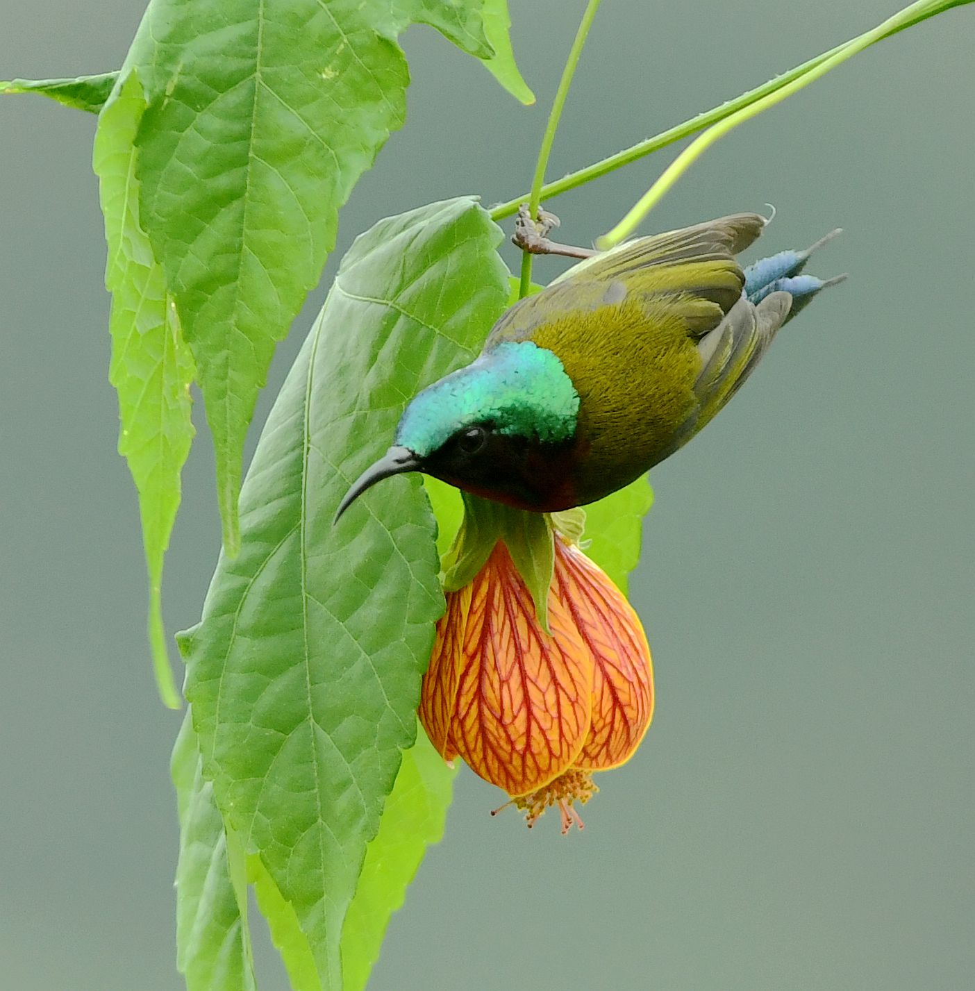 叉尾太阳鸟别称燕尾太阳鸟,是雀形目太阳鸟科一种体型非常小而纤弱的