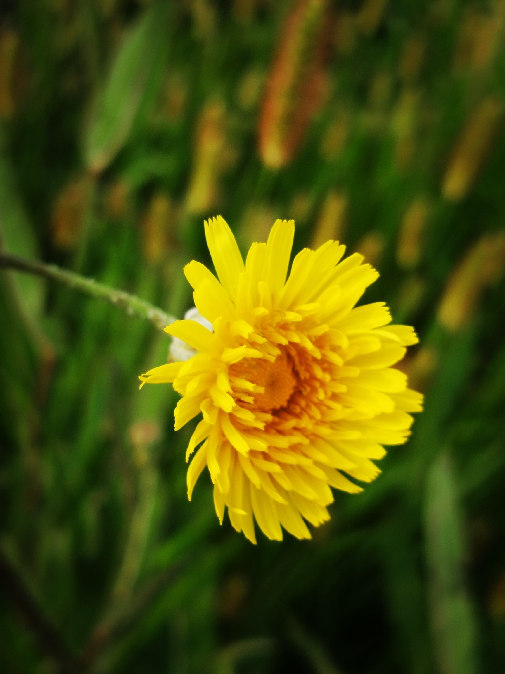 【原创首发】苦苣花