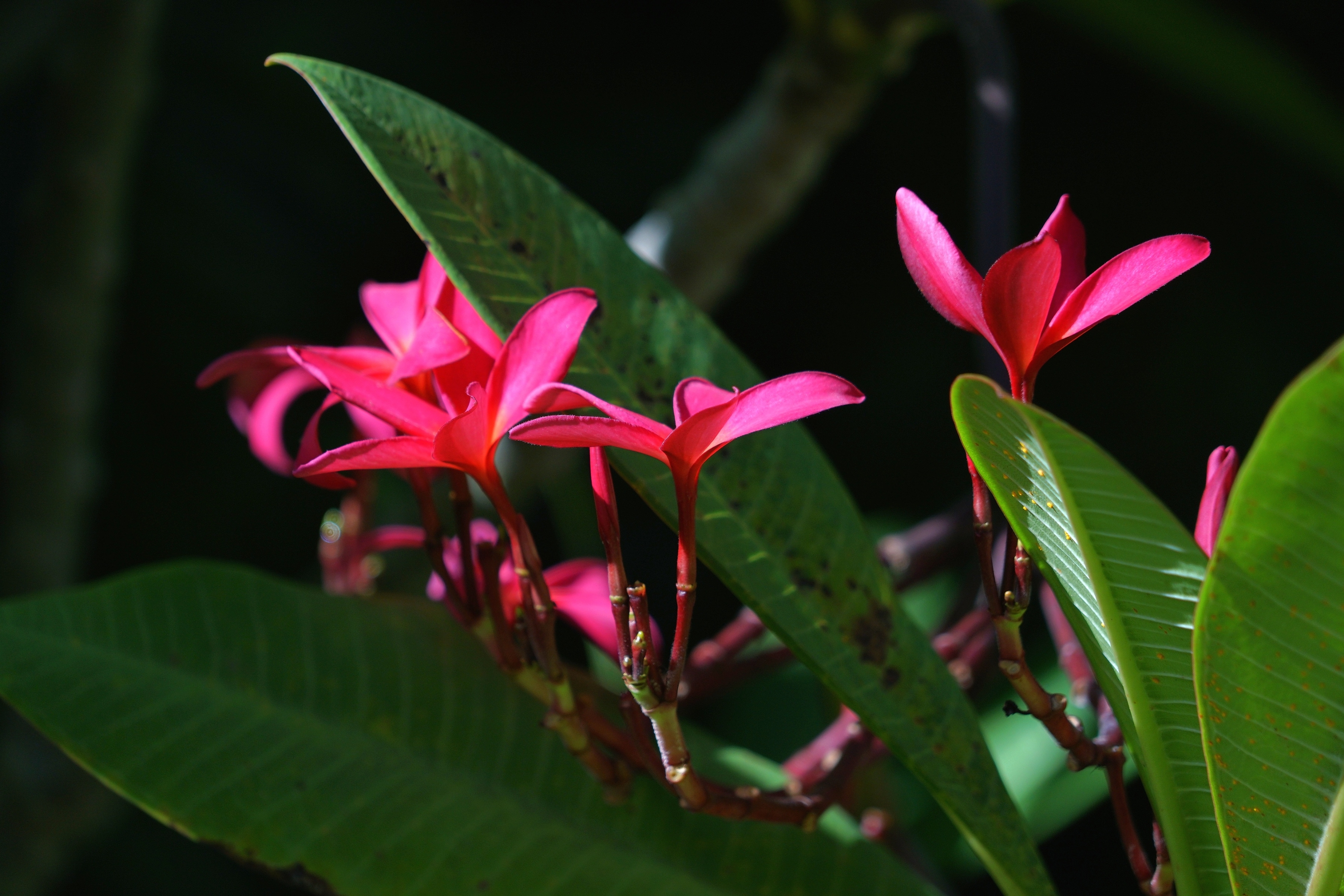 红花缅栀绽枝端