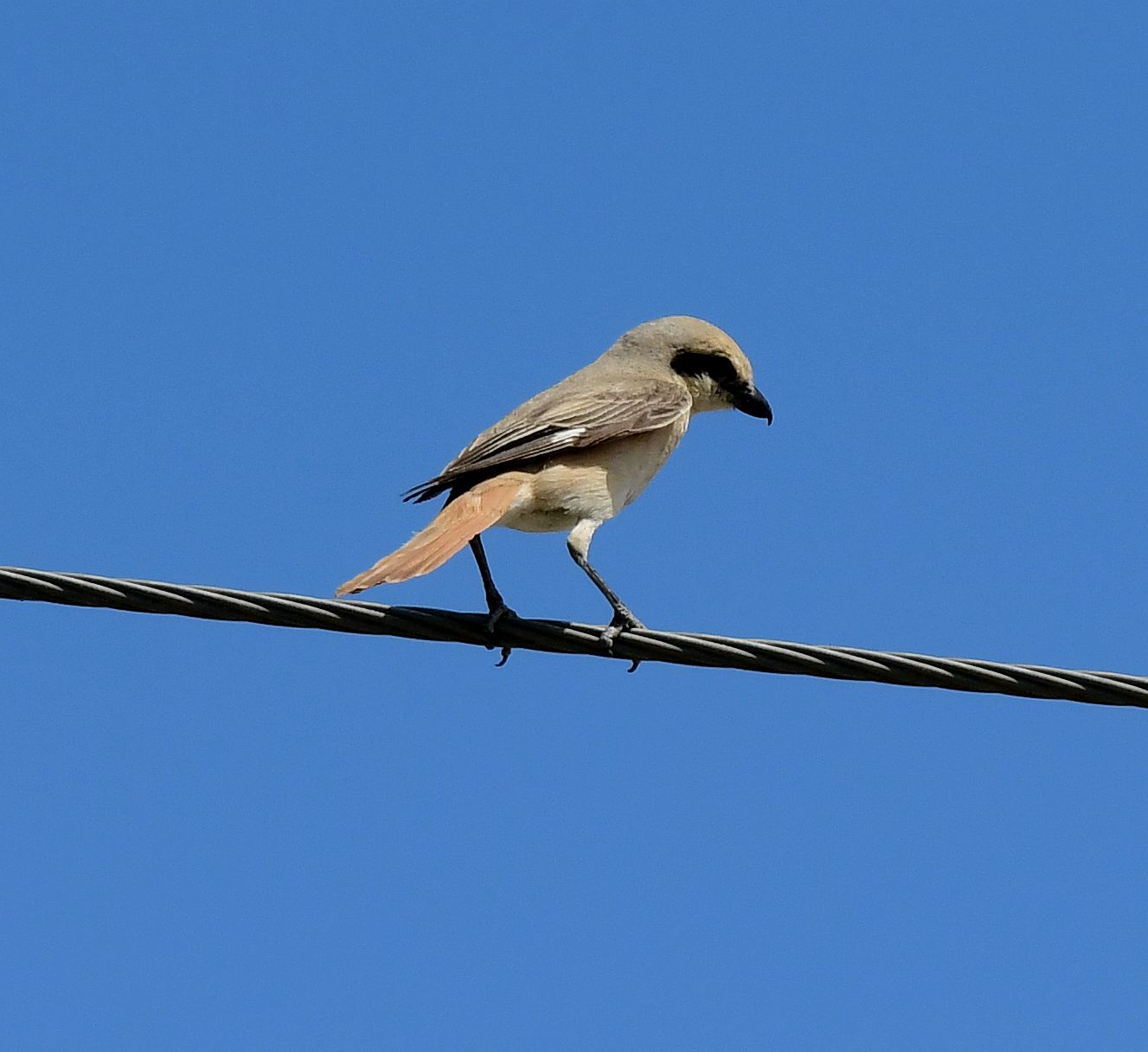 荒漠伯劳鸟【首发】