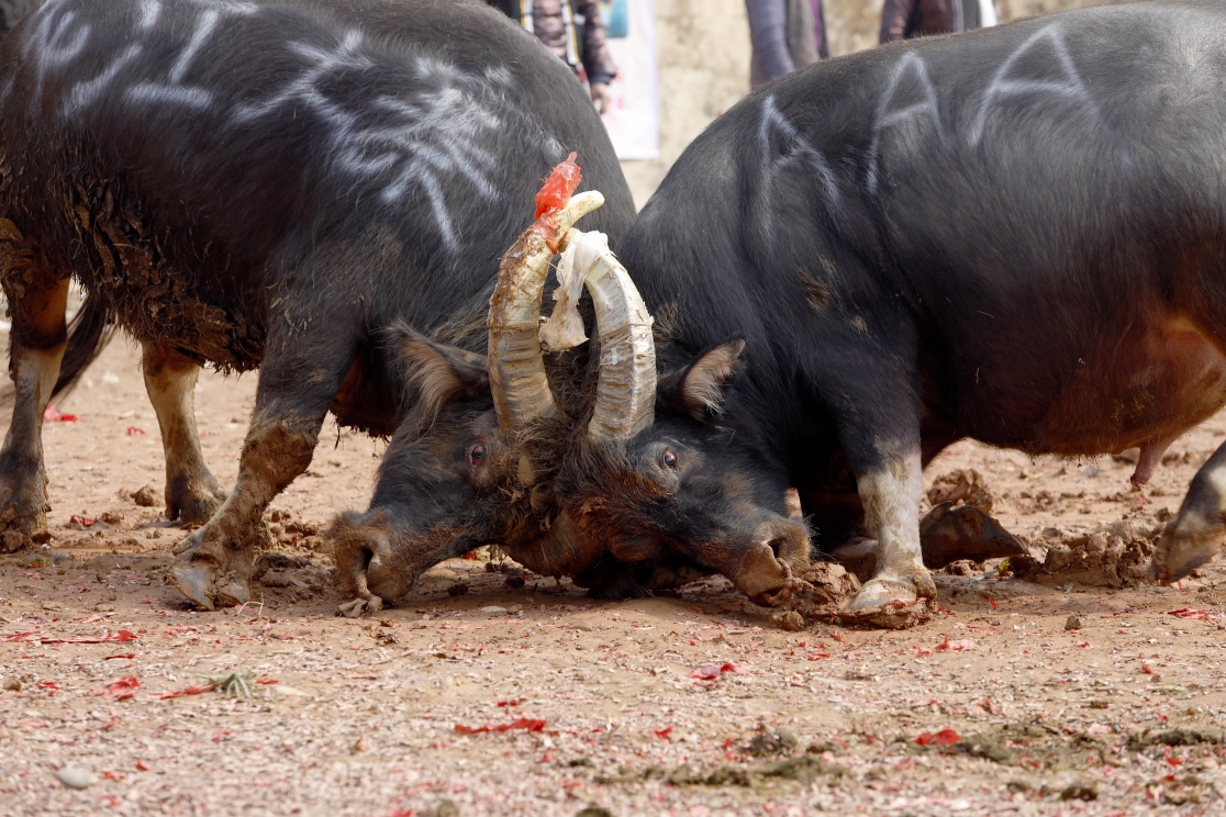乡村世界杯斗牛掠影