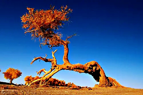 用胡杨精神育人,就要艰苦奋斗,励精图治.