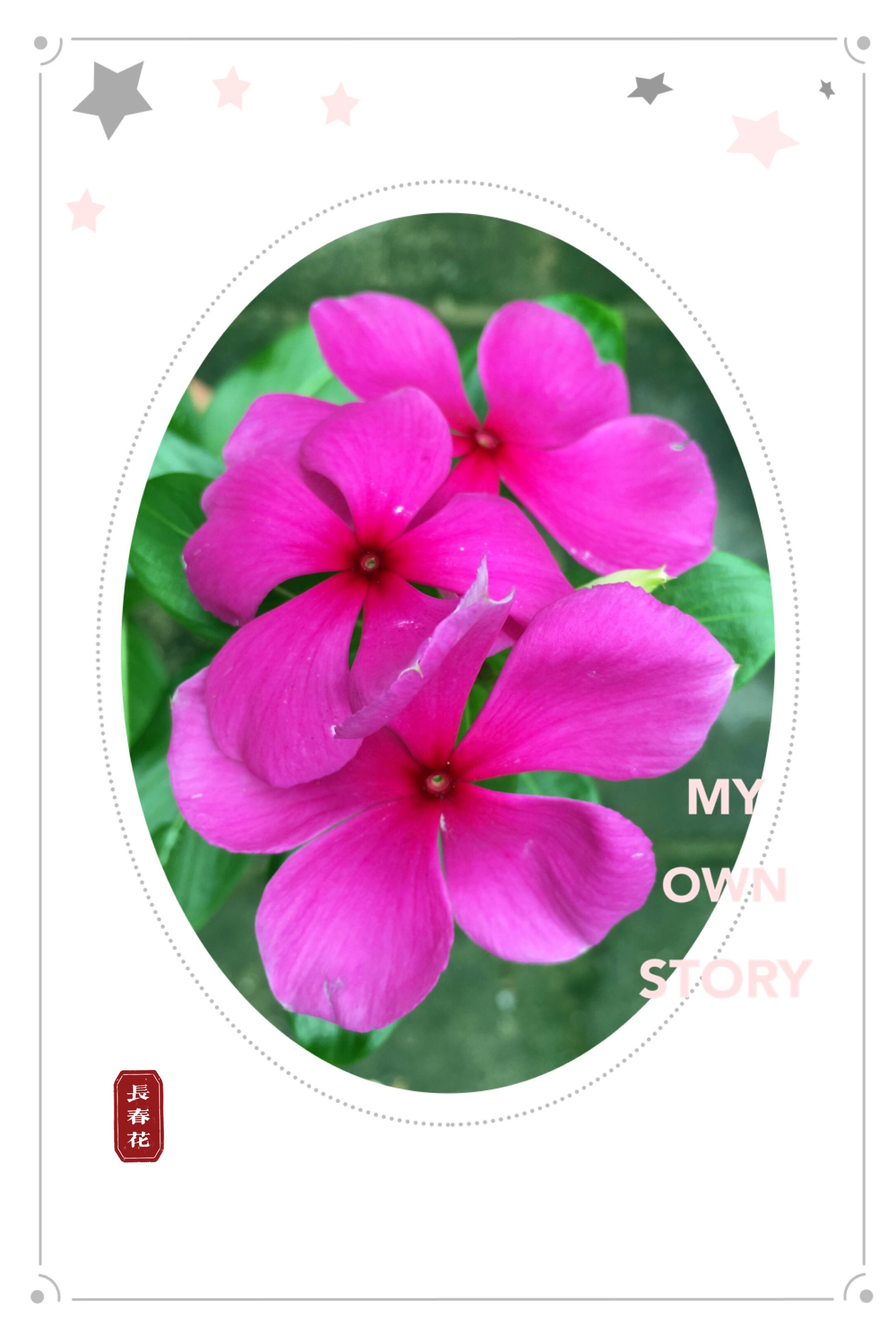 长春花开四时春