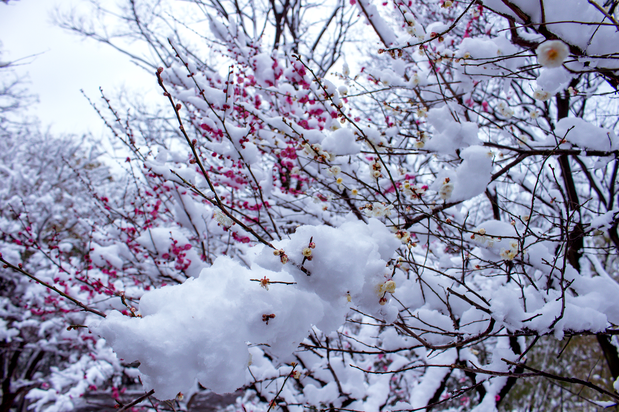 雪中梅金南俊图片