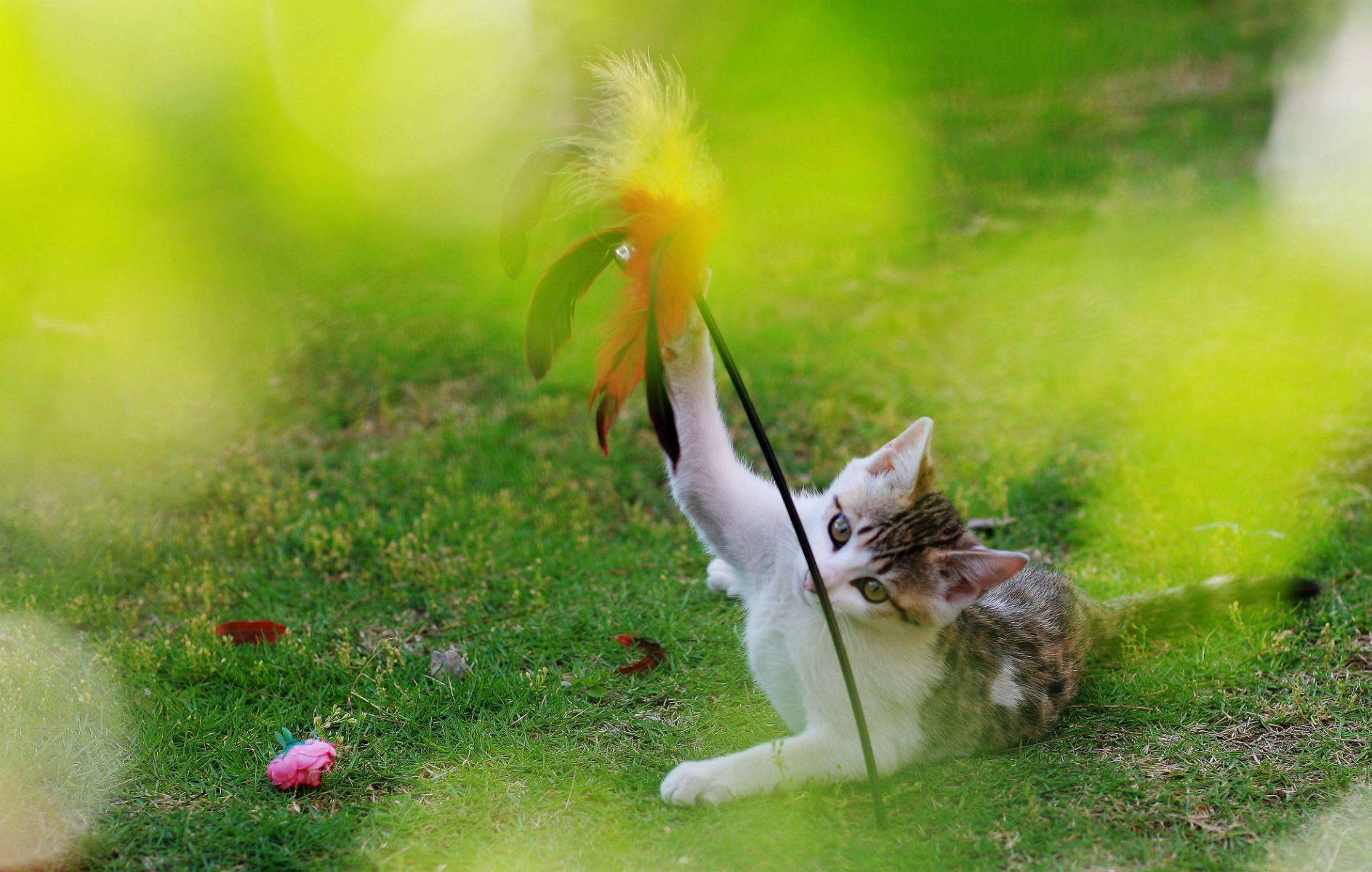 玩皮的小猫咪(三)