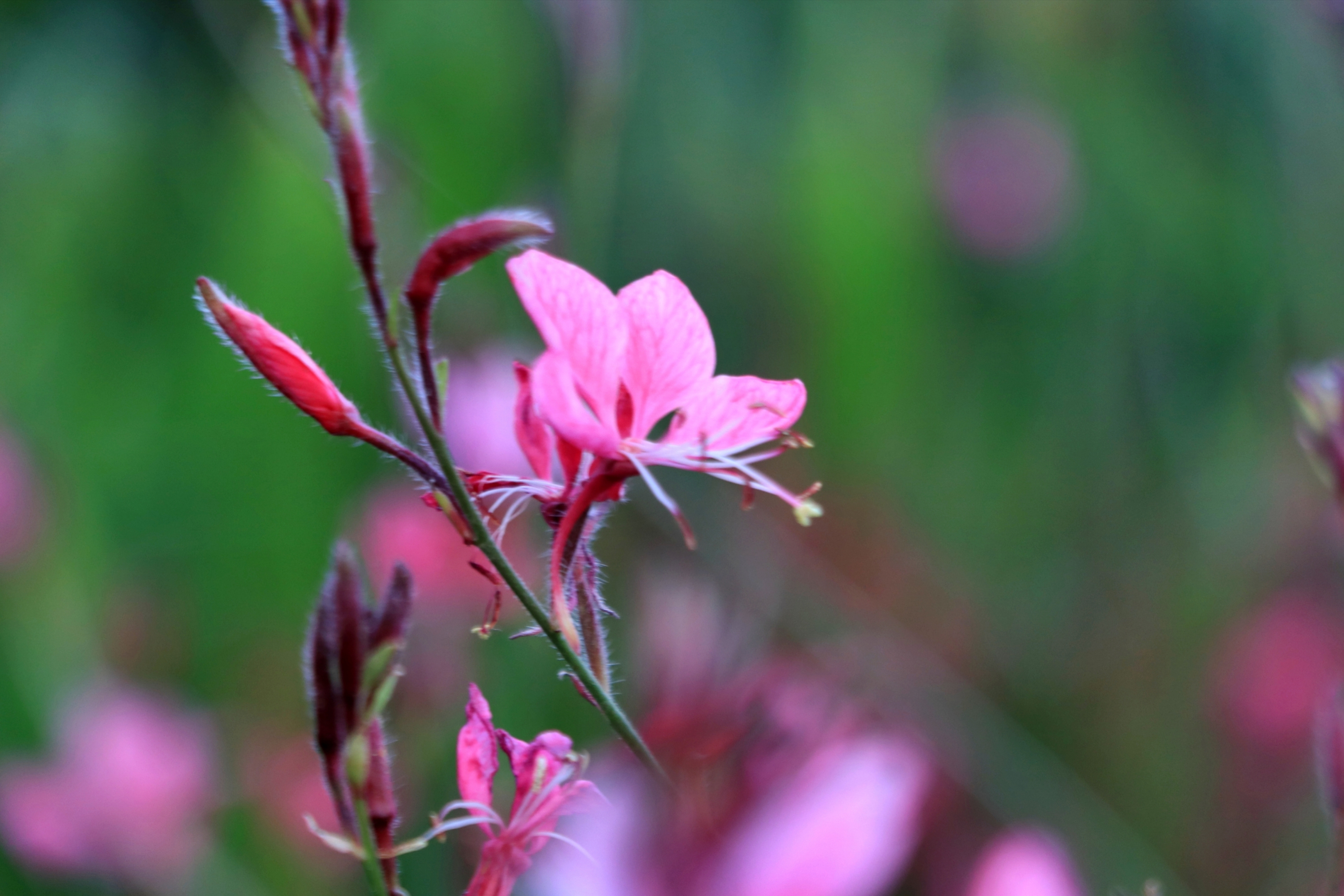 【首发】山桃花