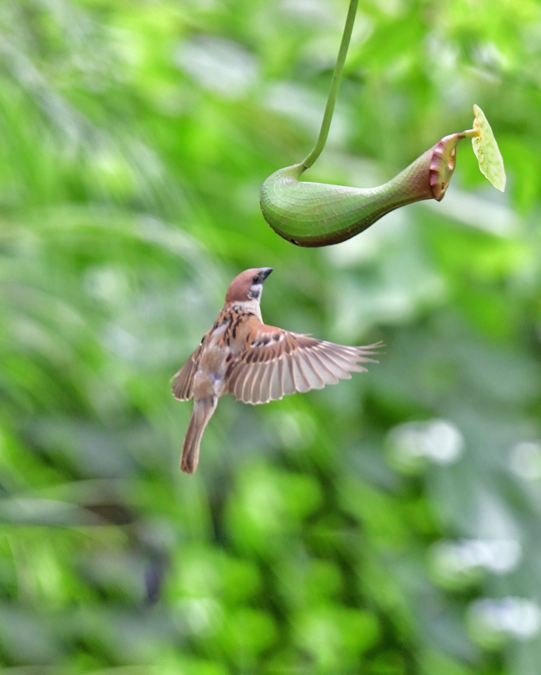 麻雀捕虫(七)[首发]