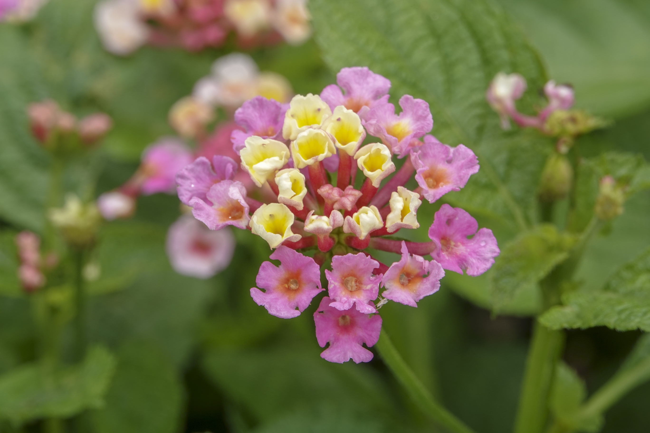 头状花序顶生或腋生,由多数小花组成一个大的花序,花冠根据品种和开花