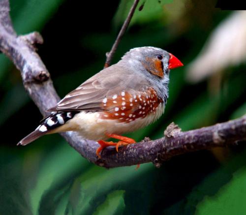 珍珠鸟冯骥才诵读学读乐天