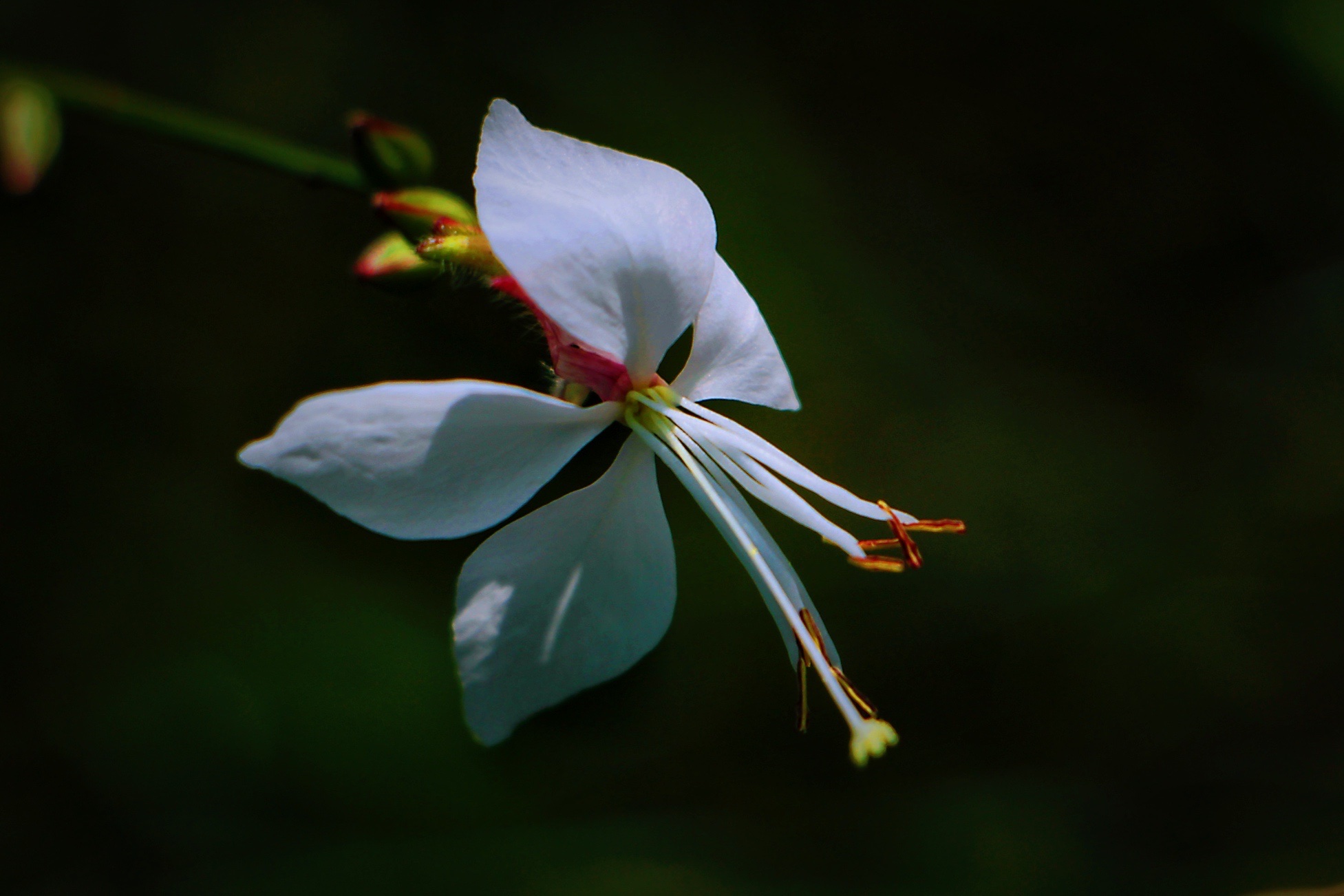 【首发】微拍白蝶花