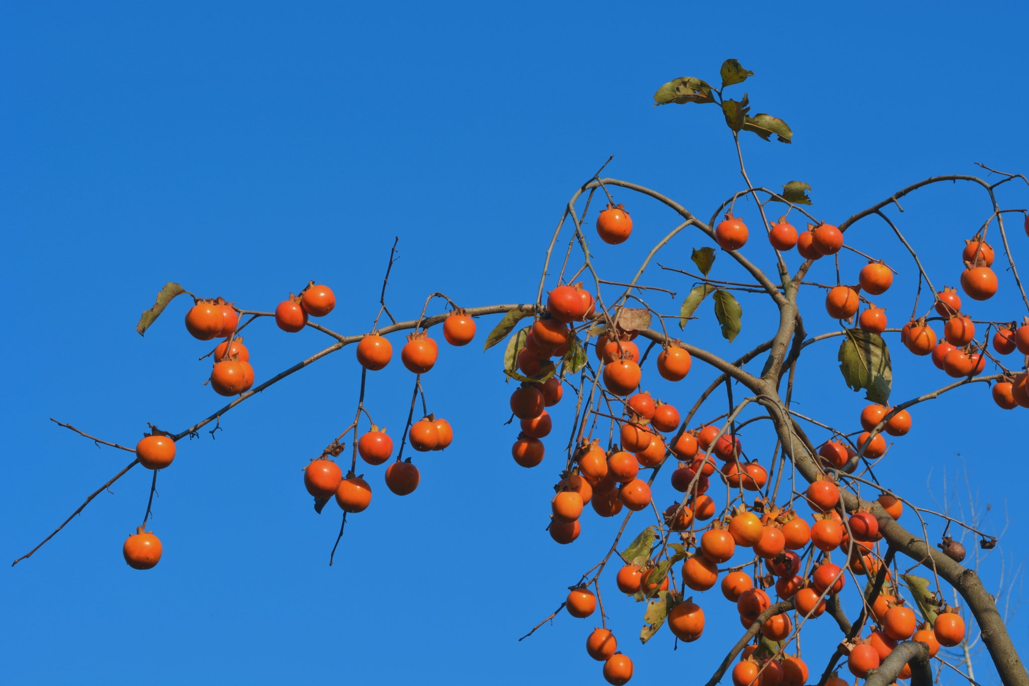 家乡那棵柿子树