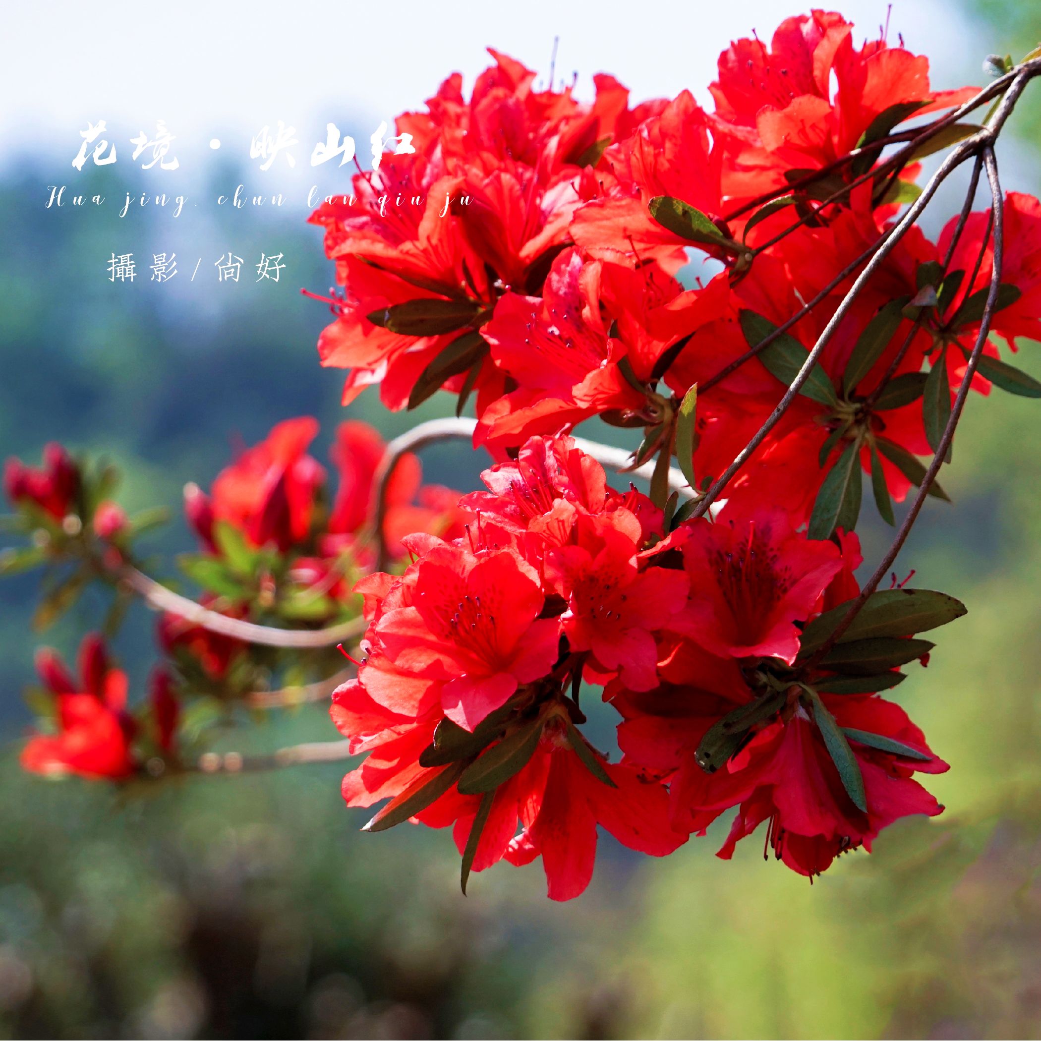 映山红花开红艳艳(首发)