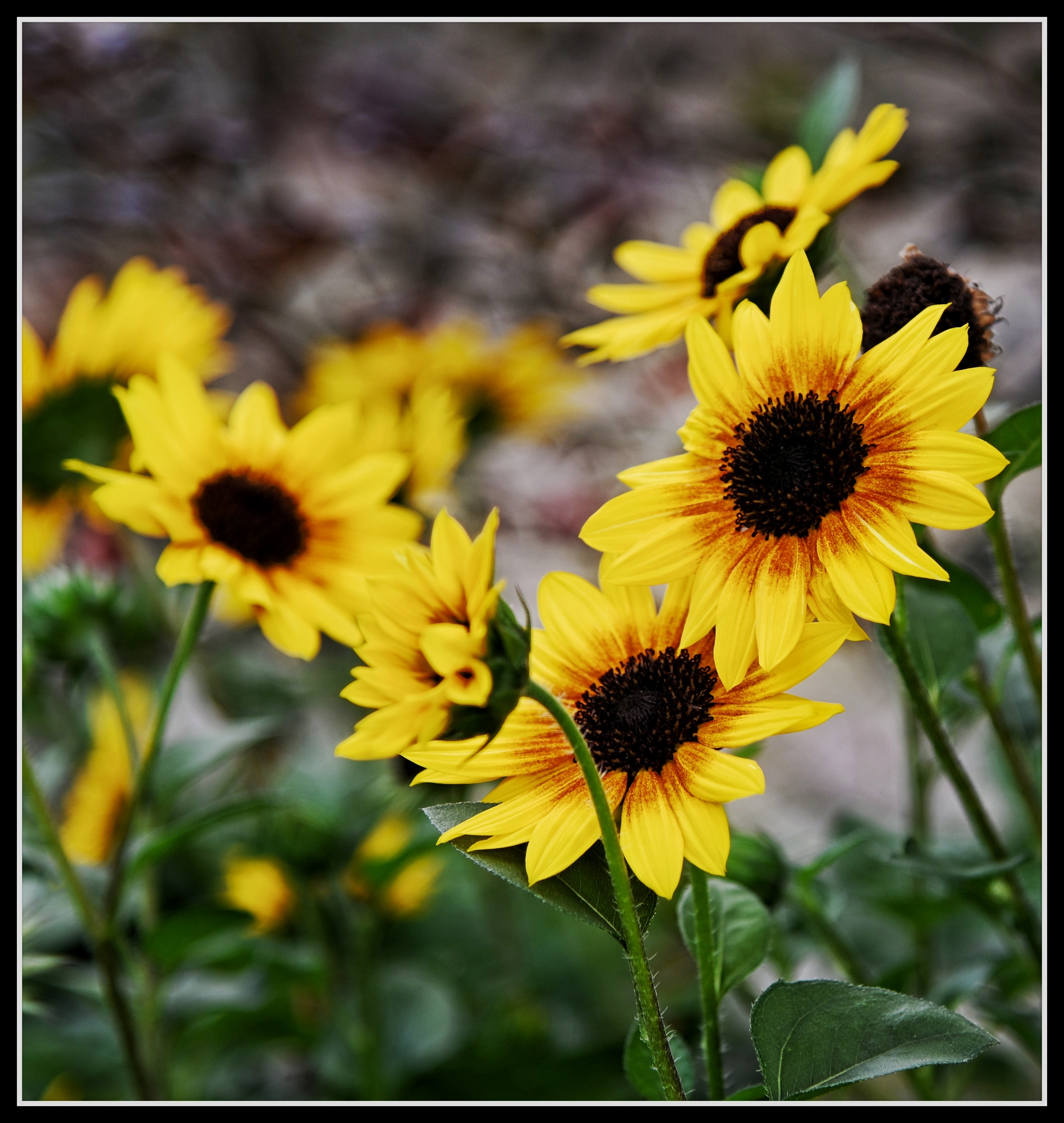 【首发】花坛中的黑心金光菊