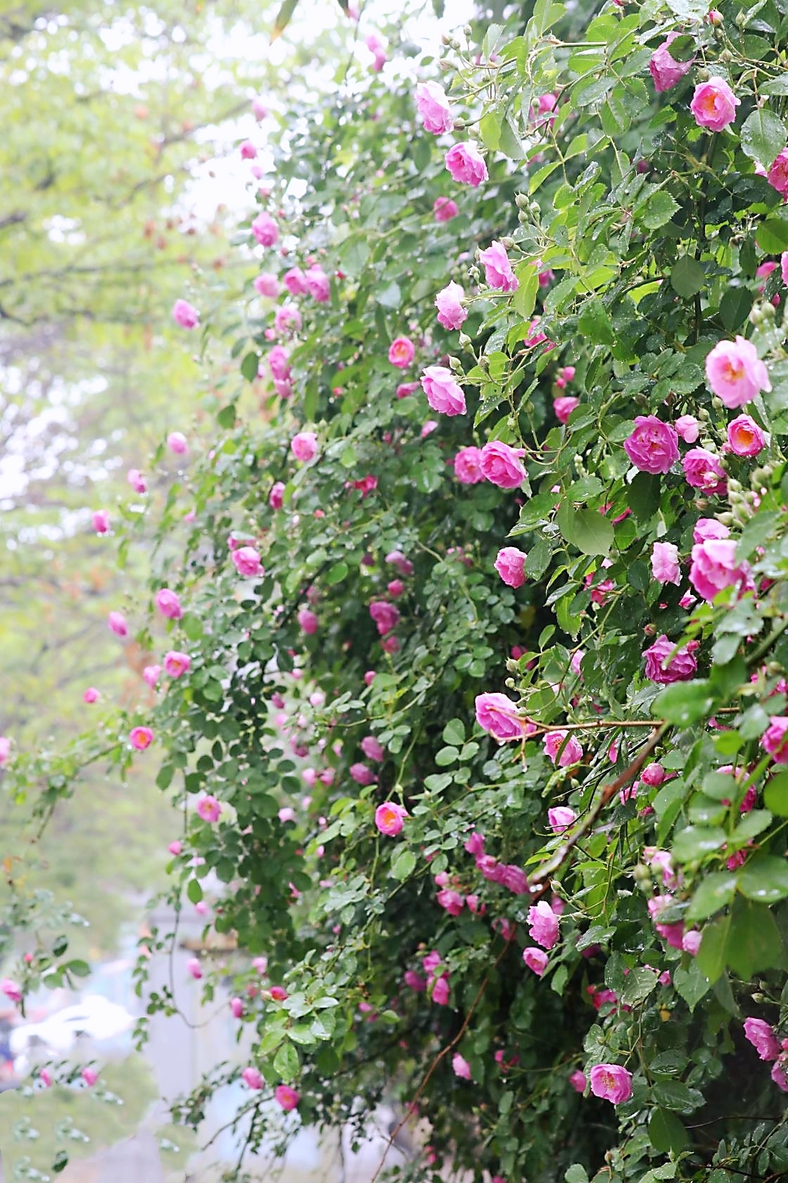 蔷薇花开爬满墙