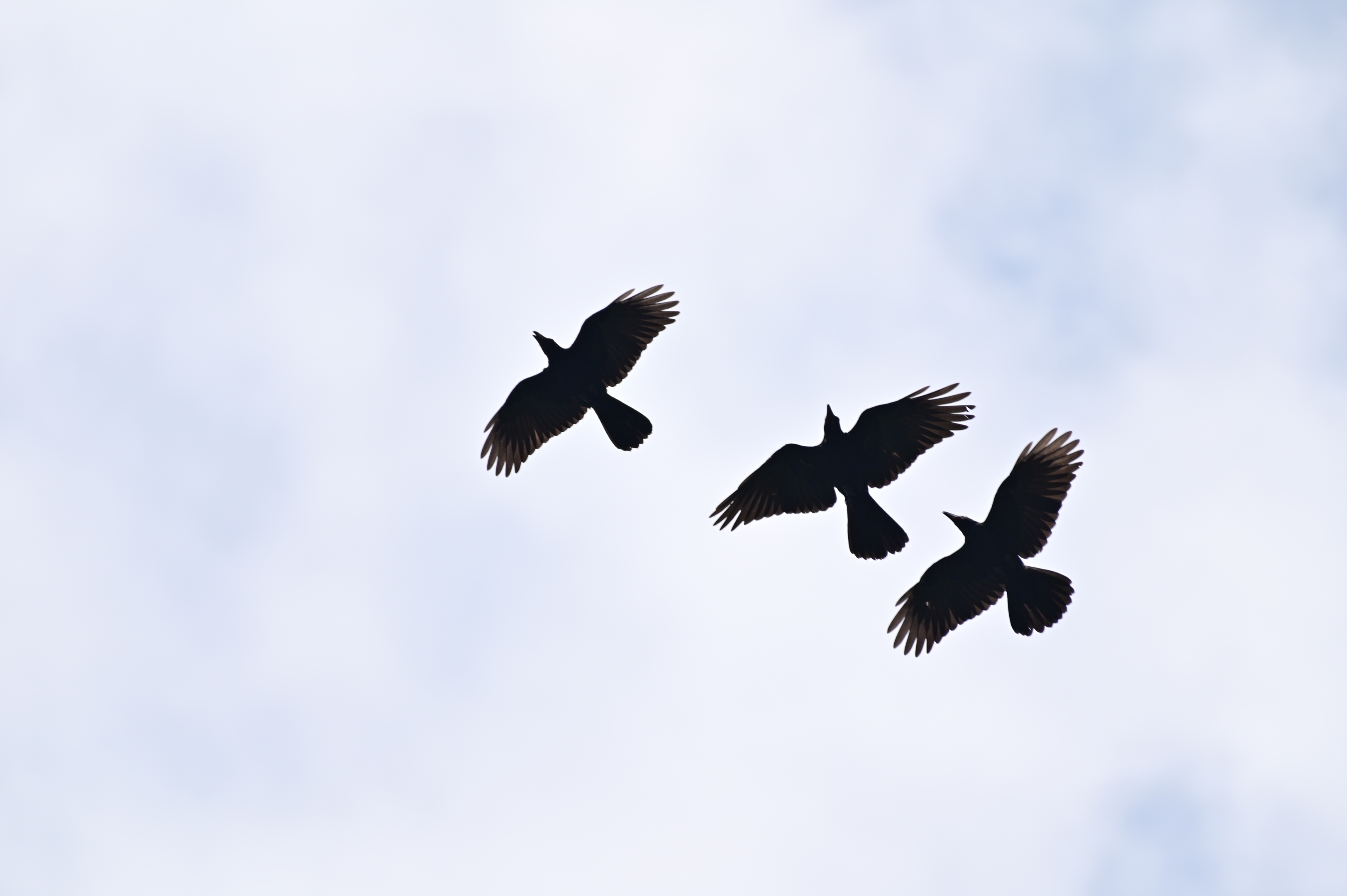 空中的飞鸟〔首发