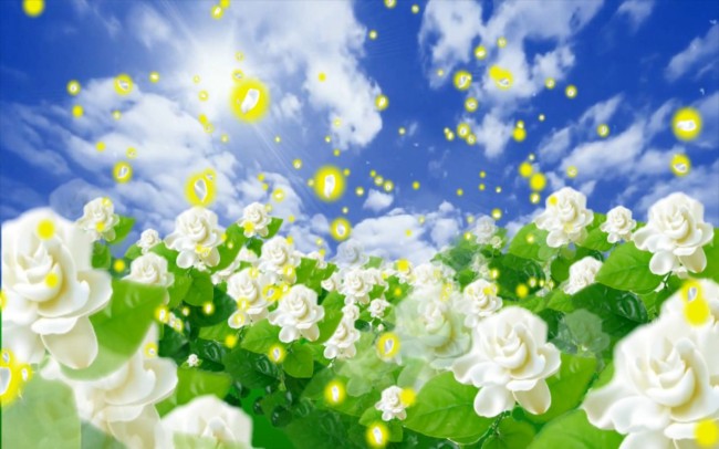 名字就叫茉莉花  太阳抚着她  月亮抱着她  春风雨露吻着她  她不爱