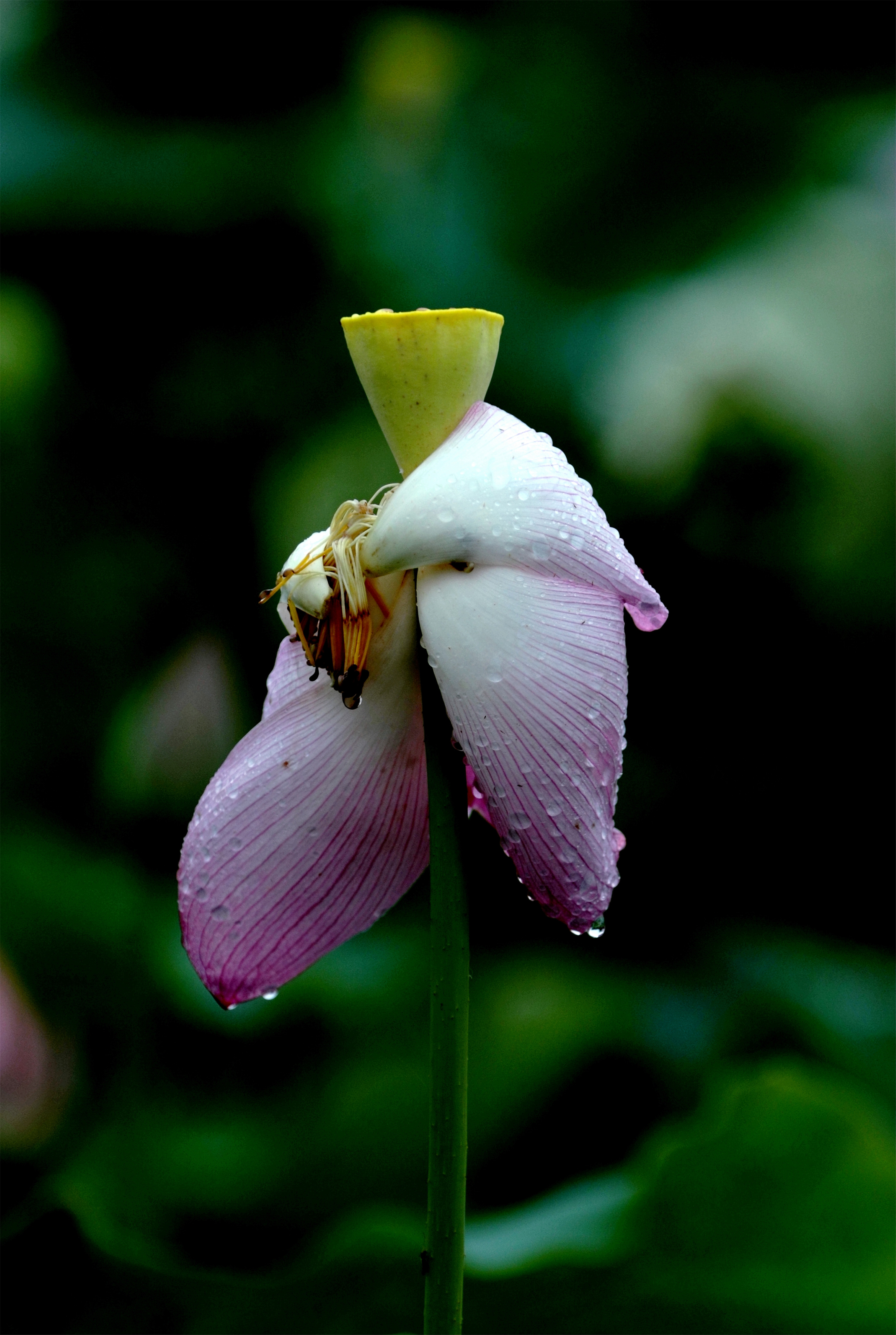 雨中的荷花