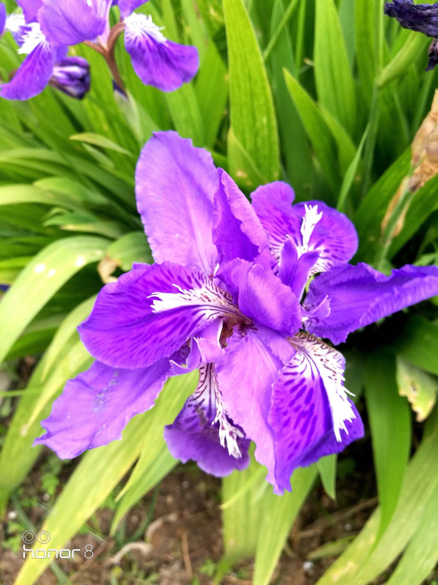 紫鸢尾