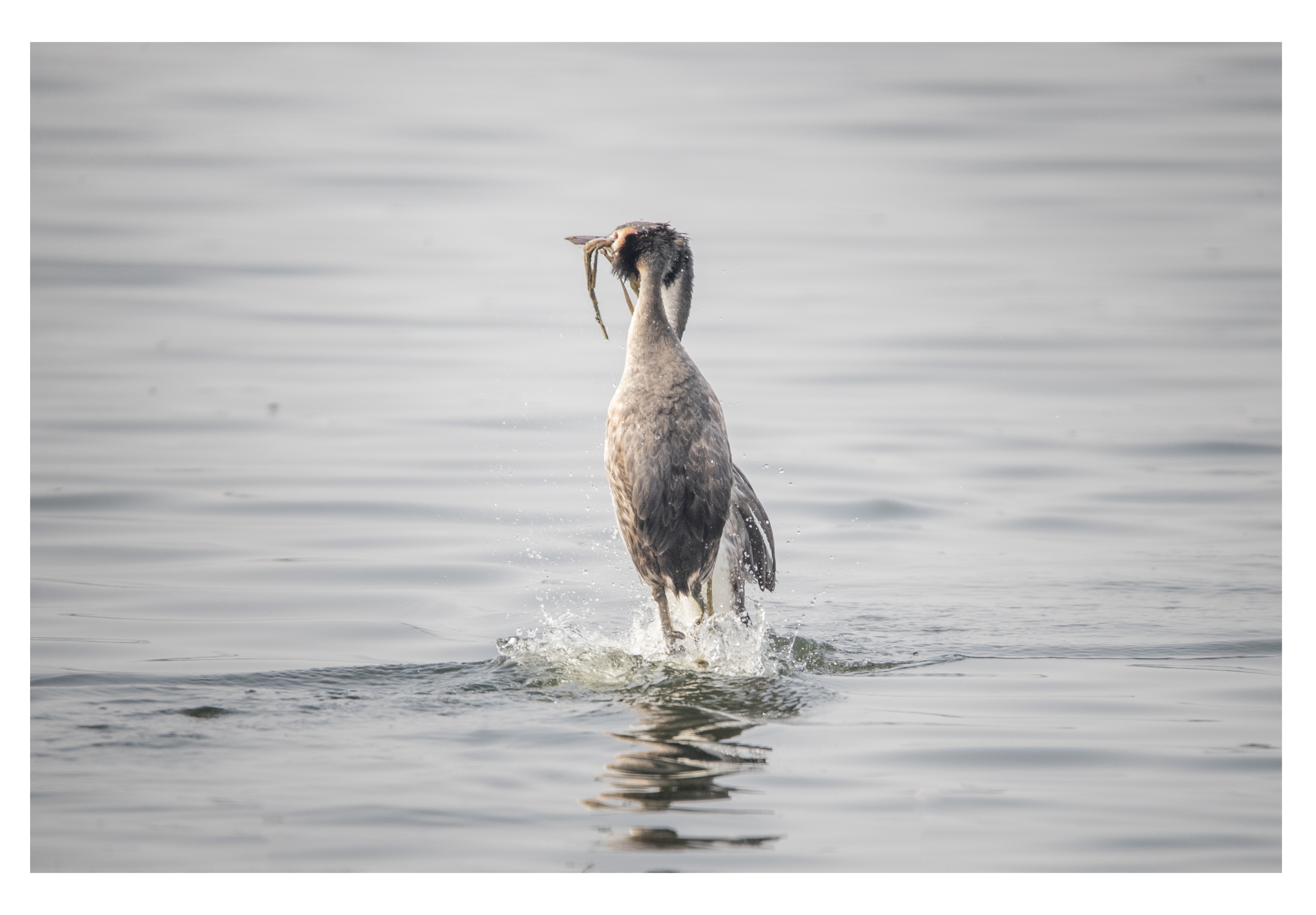 (首发)凤头䴙䴘