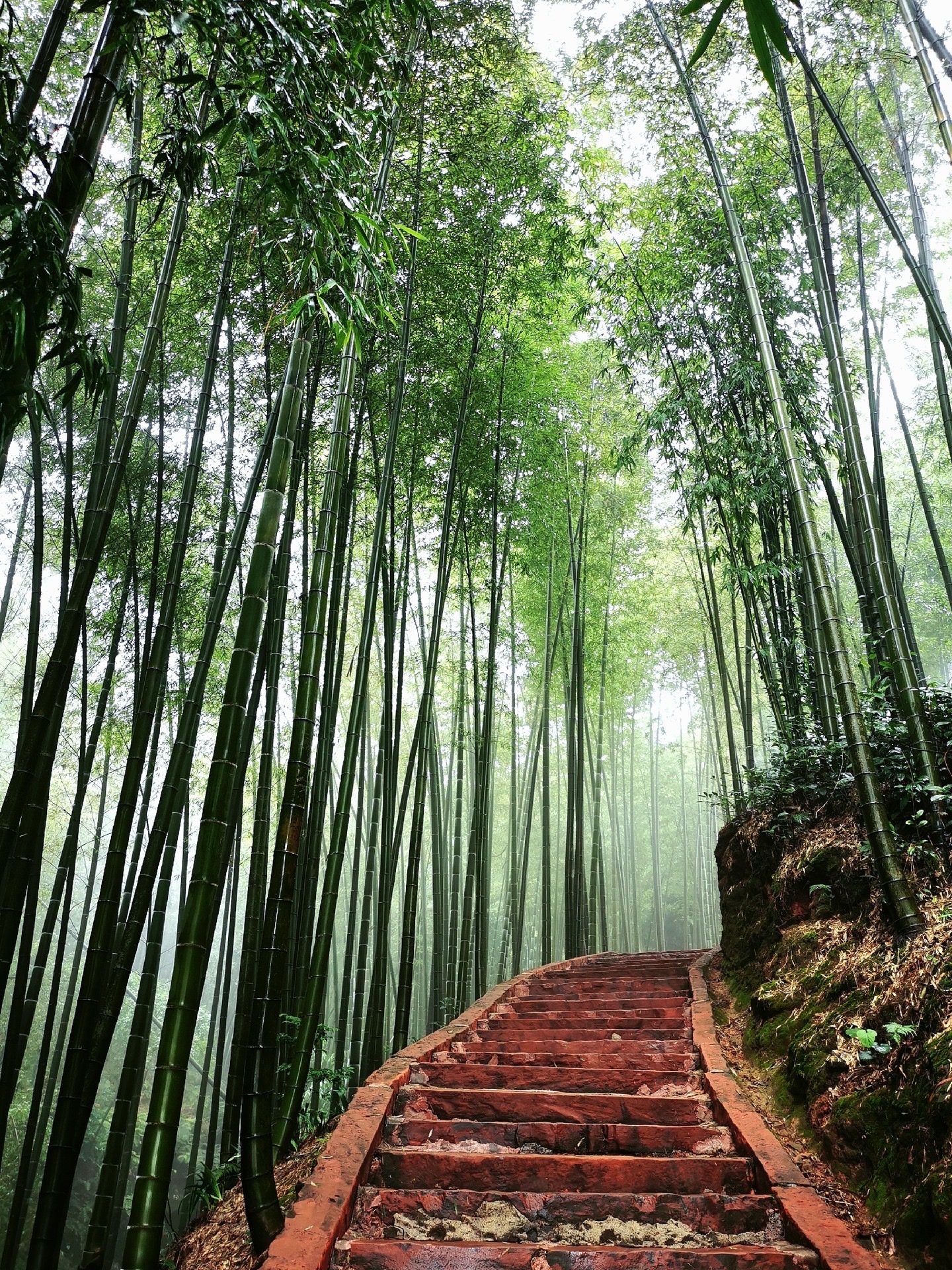 【首发】蜀南竹海