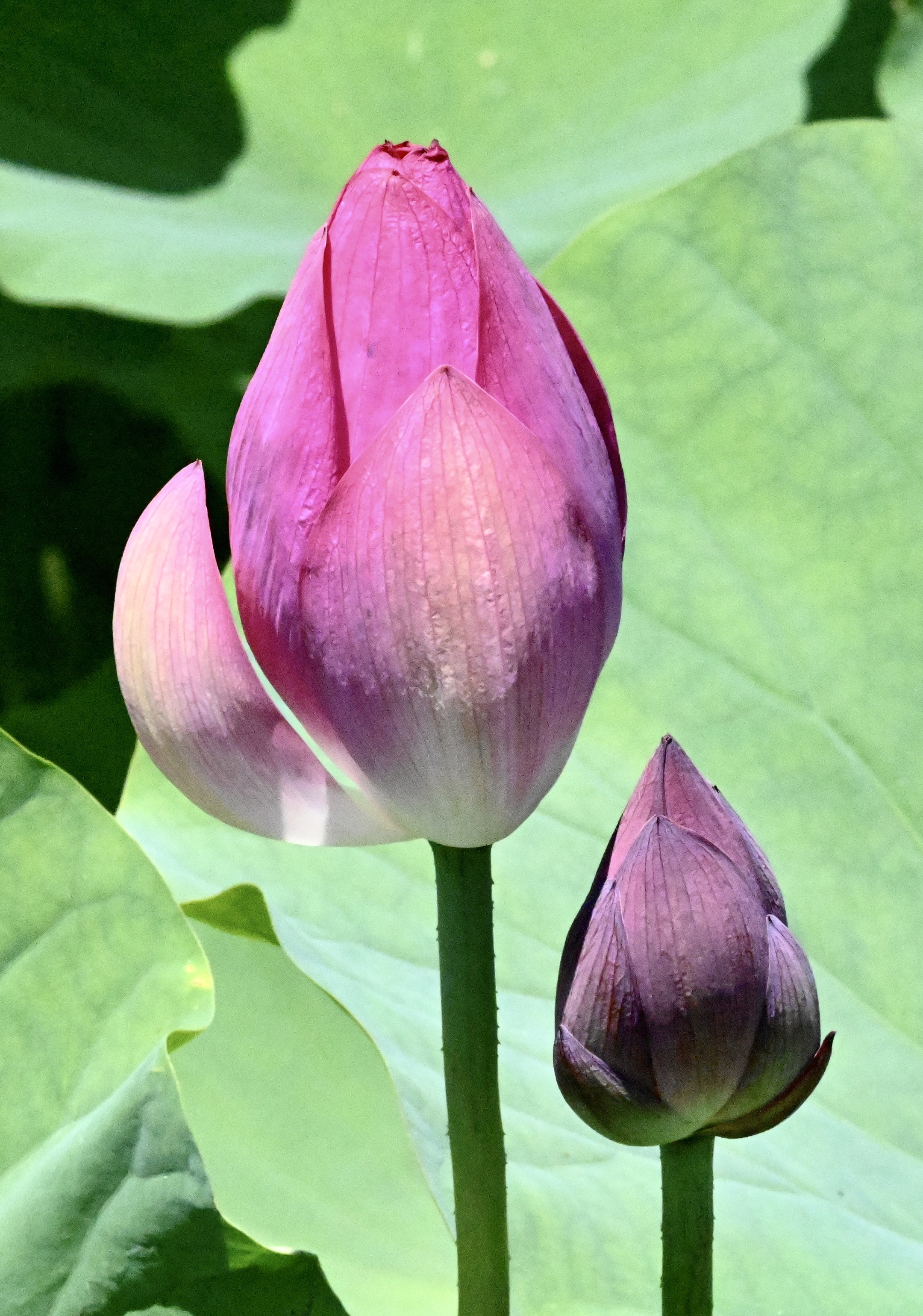 玉洁冰清～ 荷花〔首发