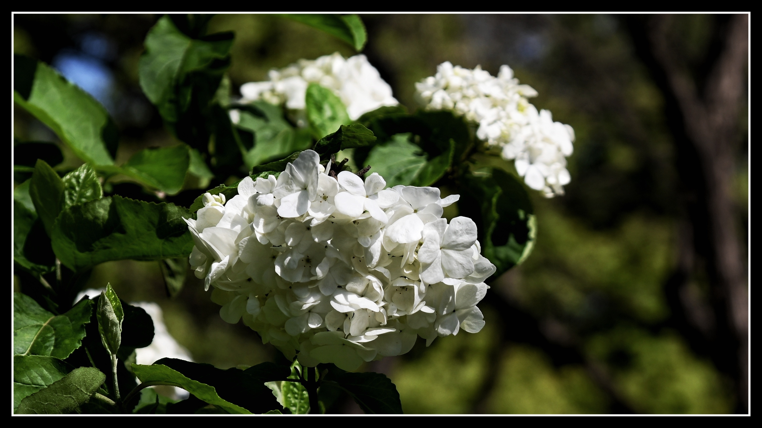 洁白的绣球荚蒾《首发》