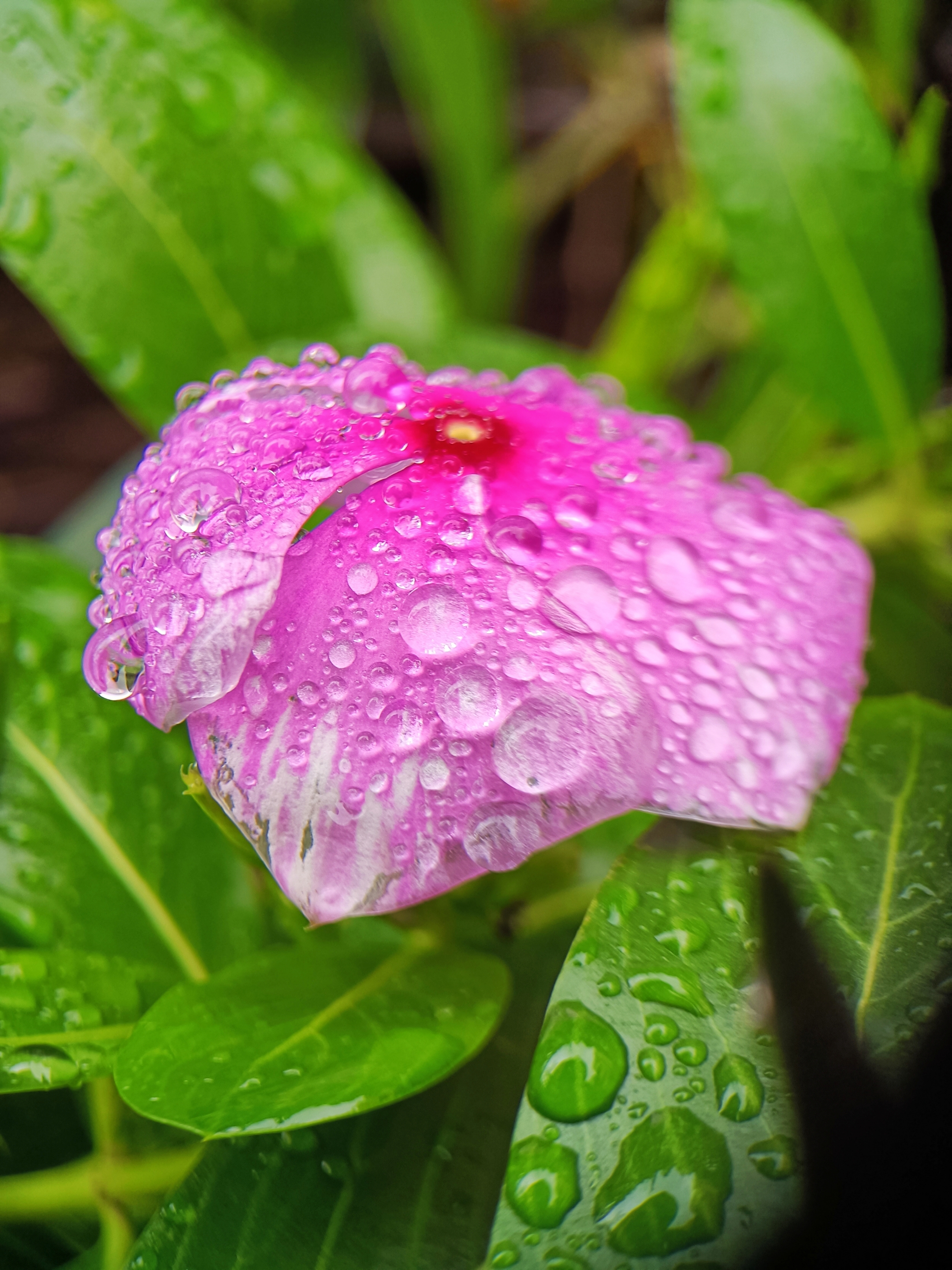 雨中花 首发