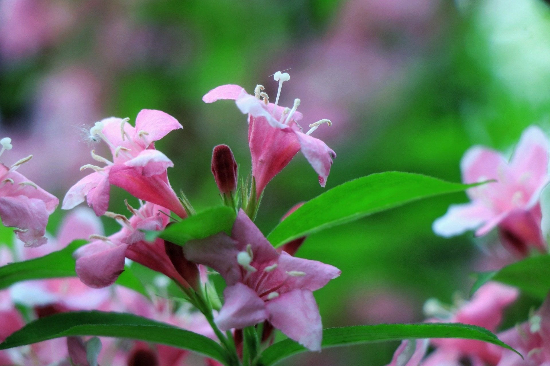 锦带花花开绚烂多姿,花朵繁而美艳,有惊人之美,代表着绚烂和美丽
