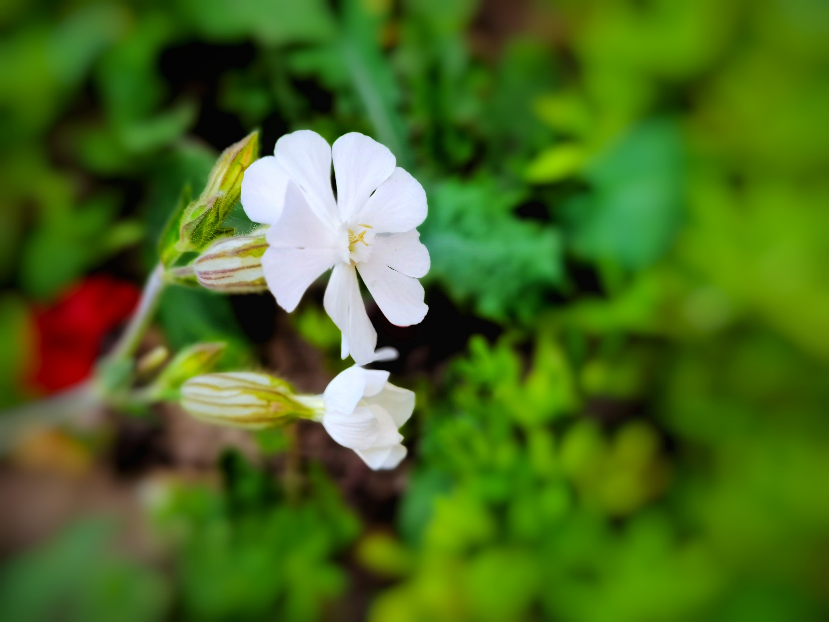 【首发】瓣浅樱卷卷 层层又重重